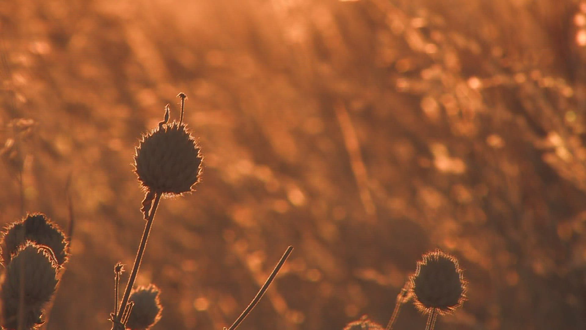 322223845 / Grass / Grassland / Africa
