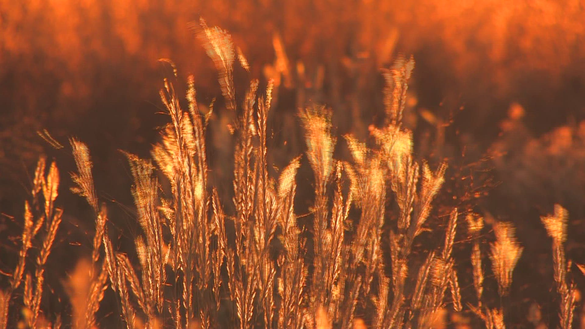 977772868 / Grass / Grassland / Africa