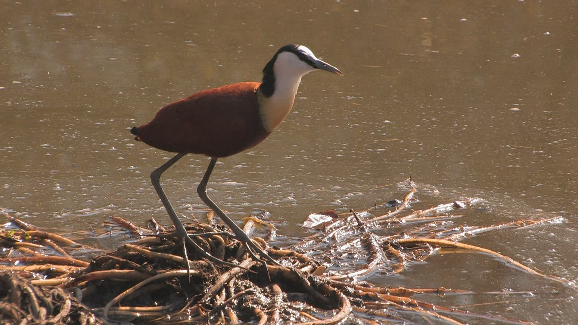 965874611 / Wading Bird / River / Africa