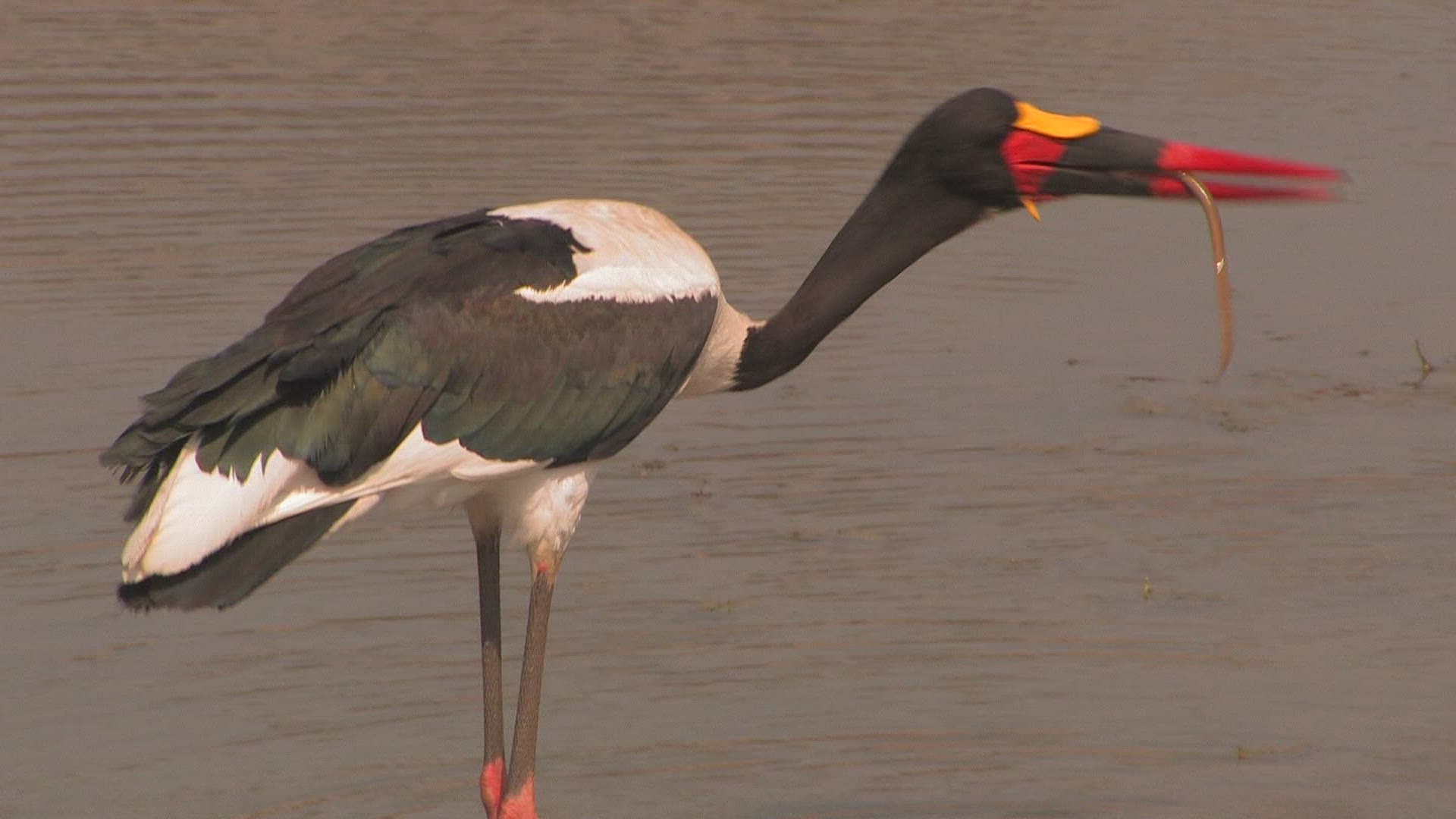 111293514 / Wading Bird / River / Africa