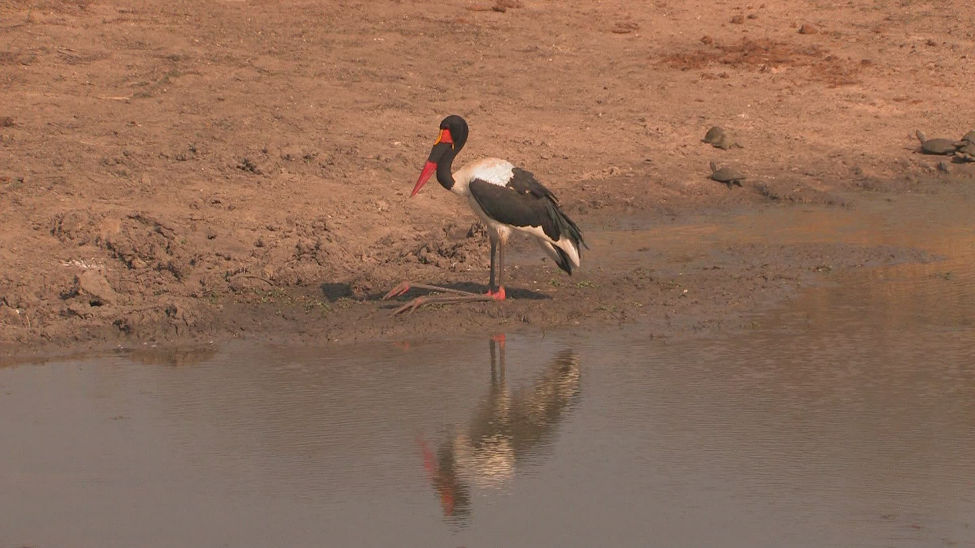 569515379 / Wading Bird / River / Africa