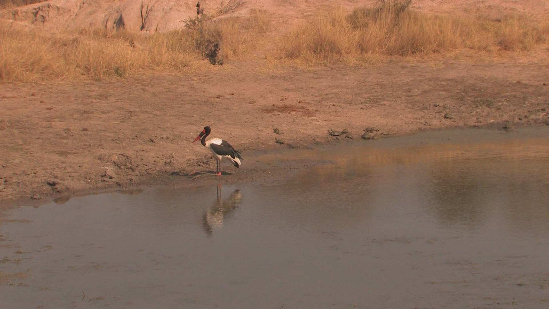 408114318 / Wading Bird / River / Africa