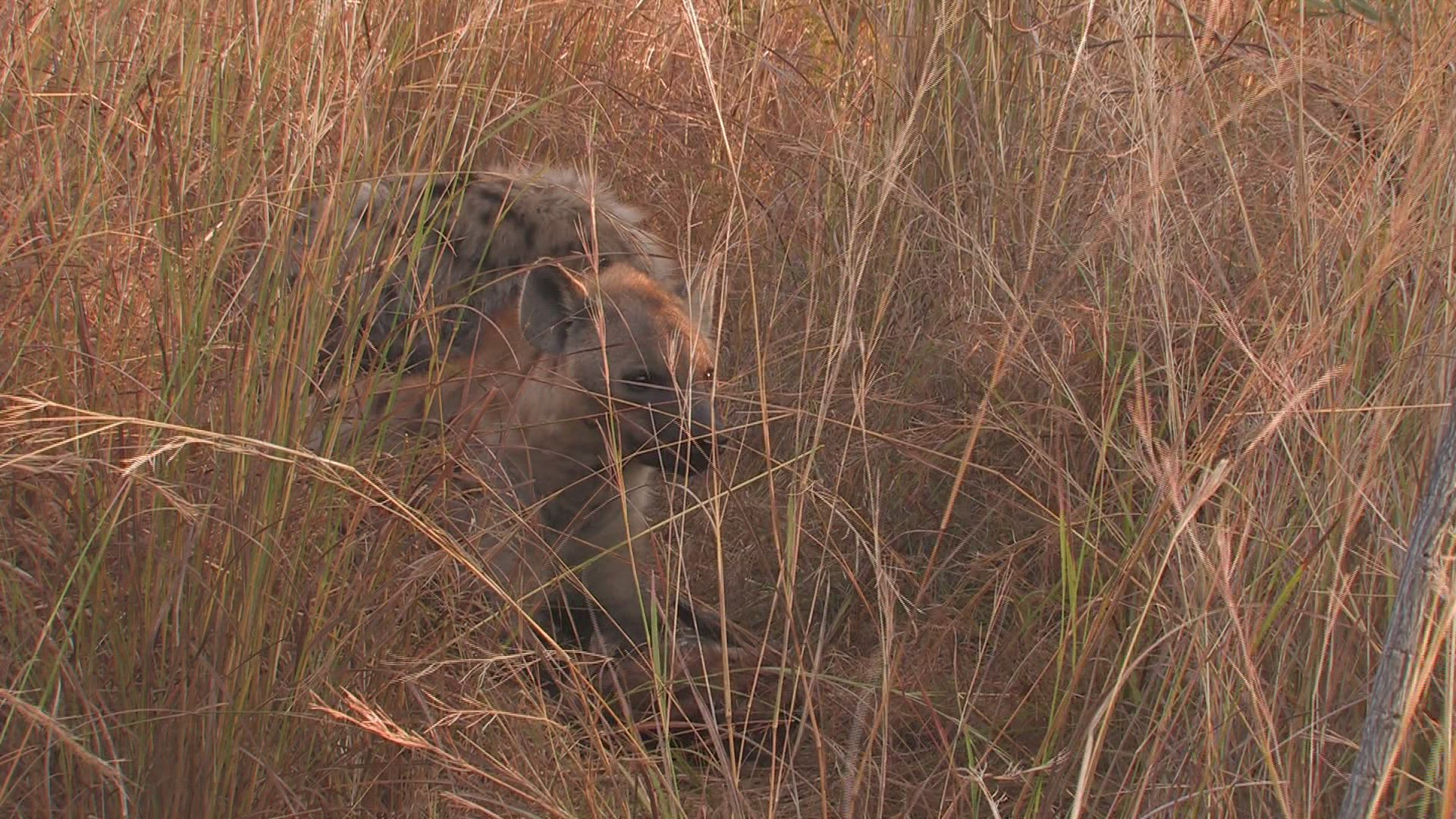 837627283 / Spotted Hyena / Grassland / Africa