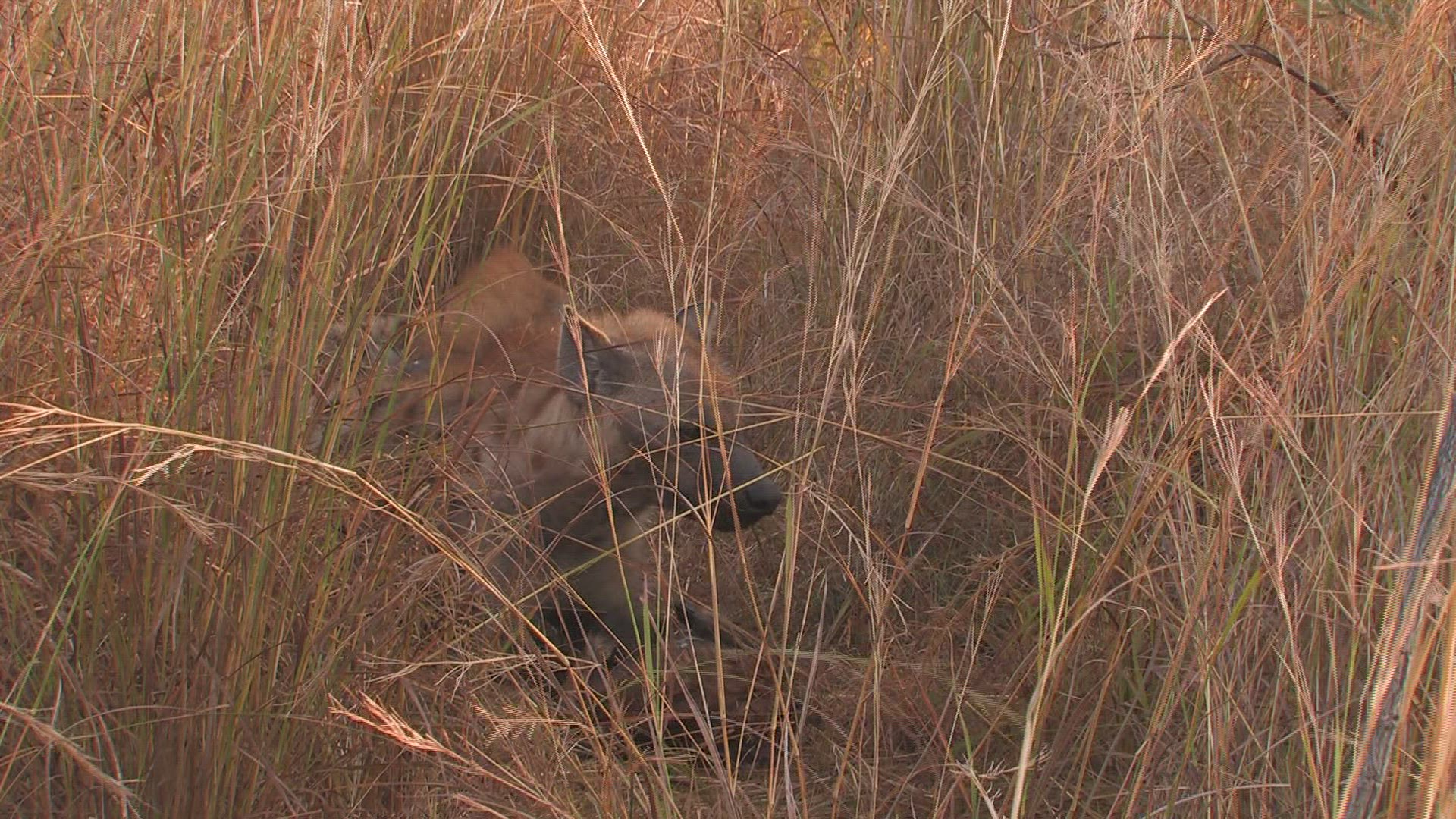 689426889 / Spotted Hyena / Grassland / Africa