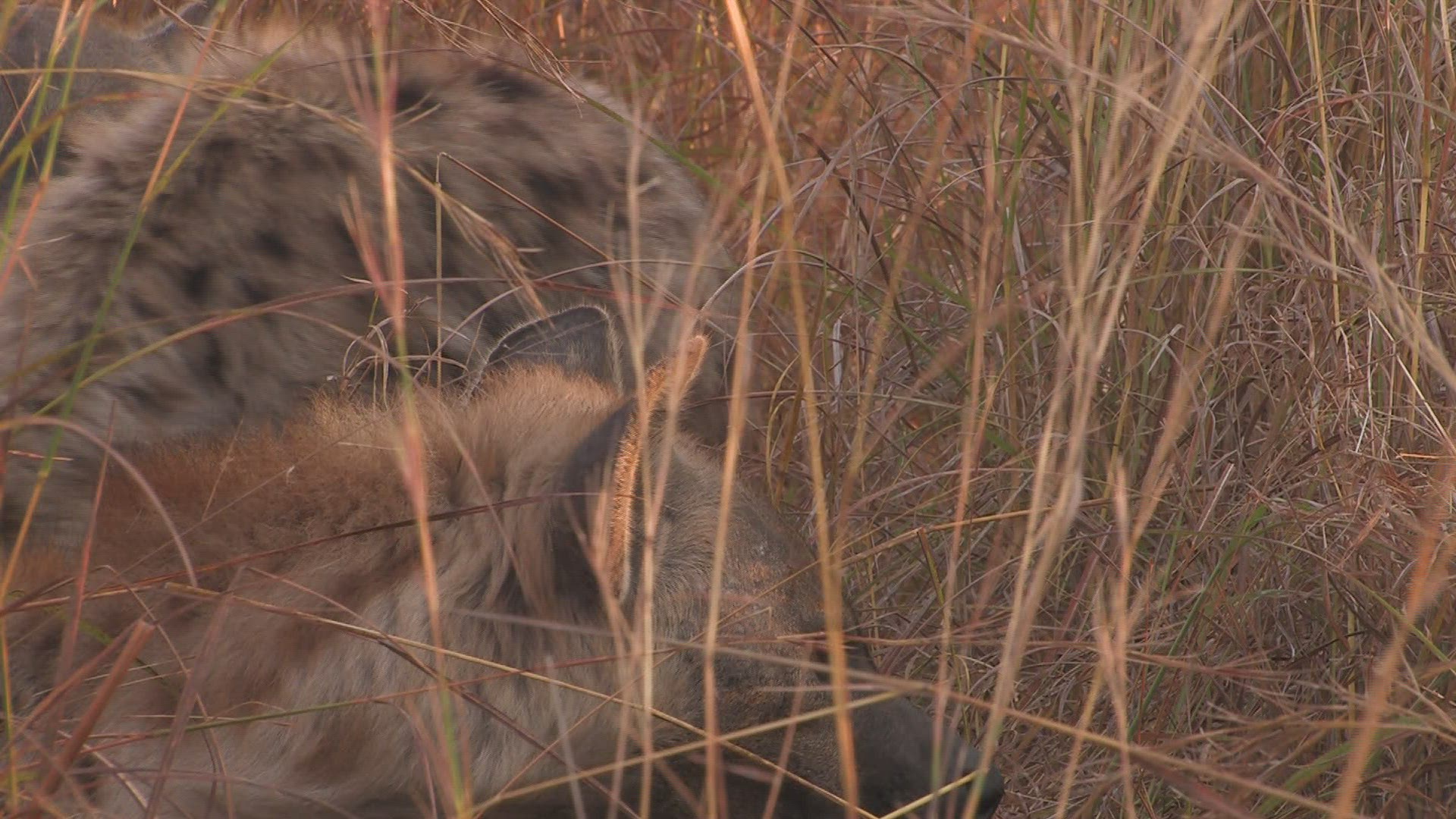 503350309 / Spotted Hyena / Grassland / Africa