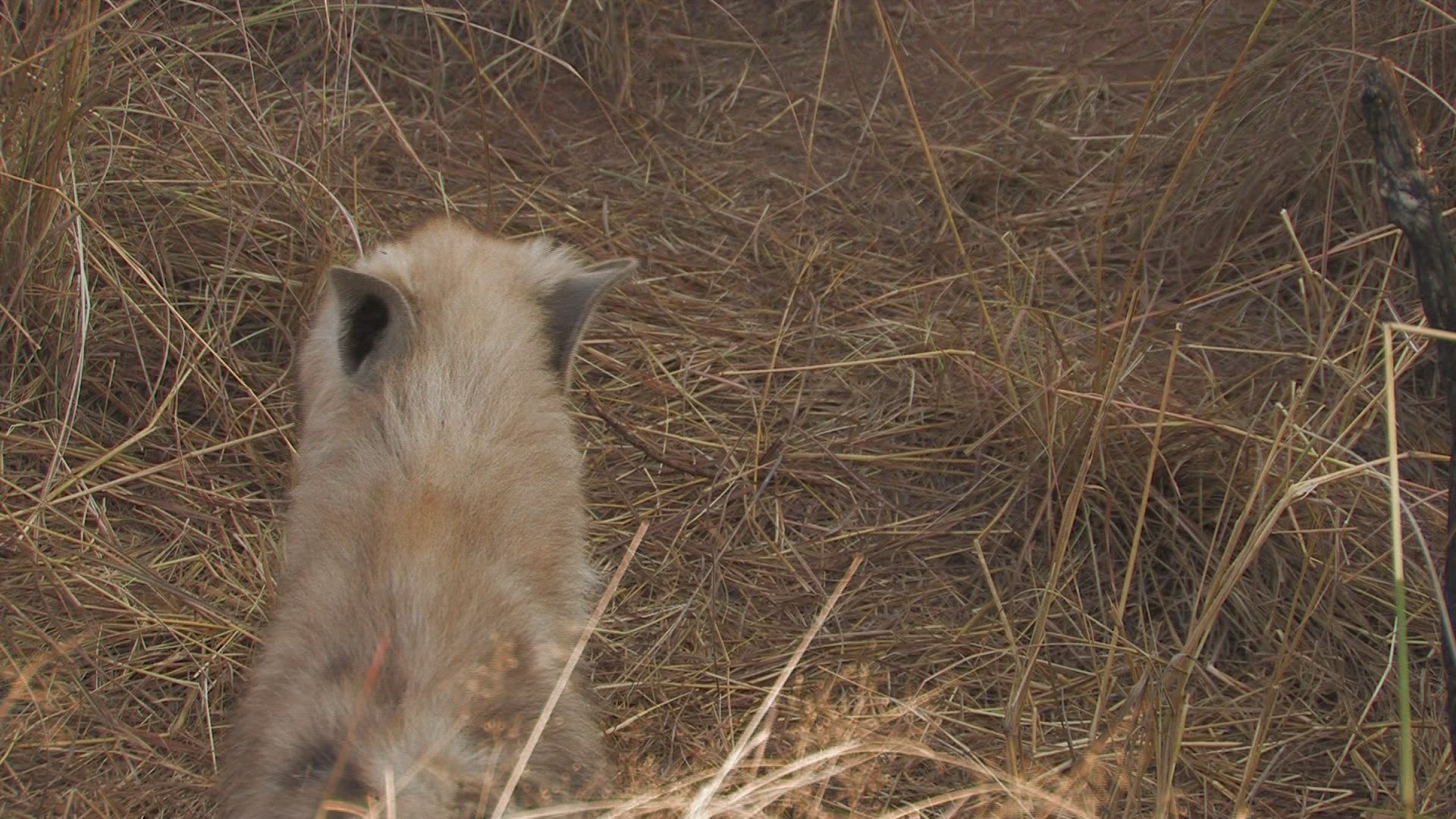 995643960 / Spotted Hyena / Grassland / Africa