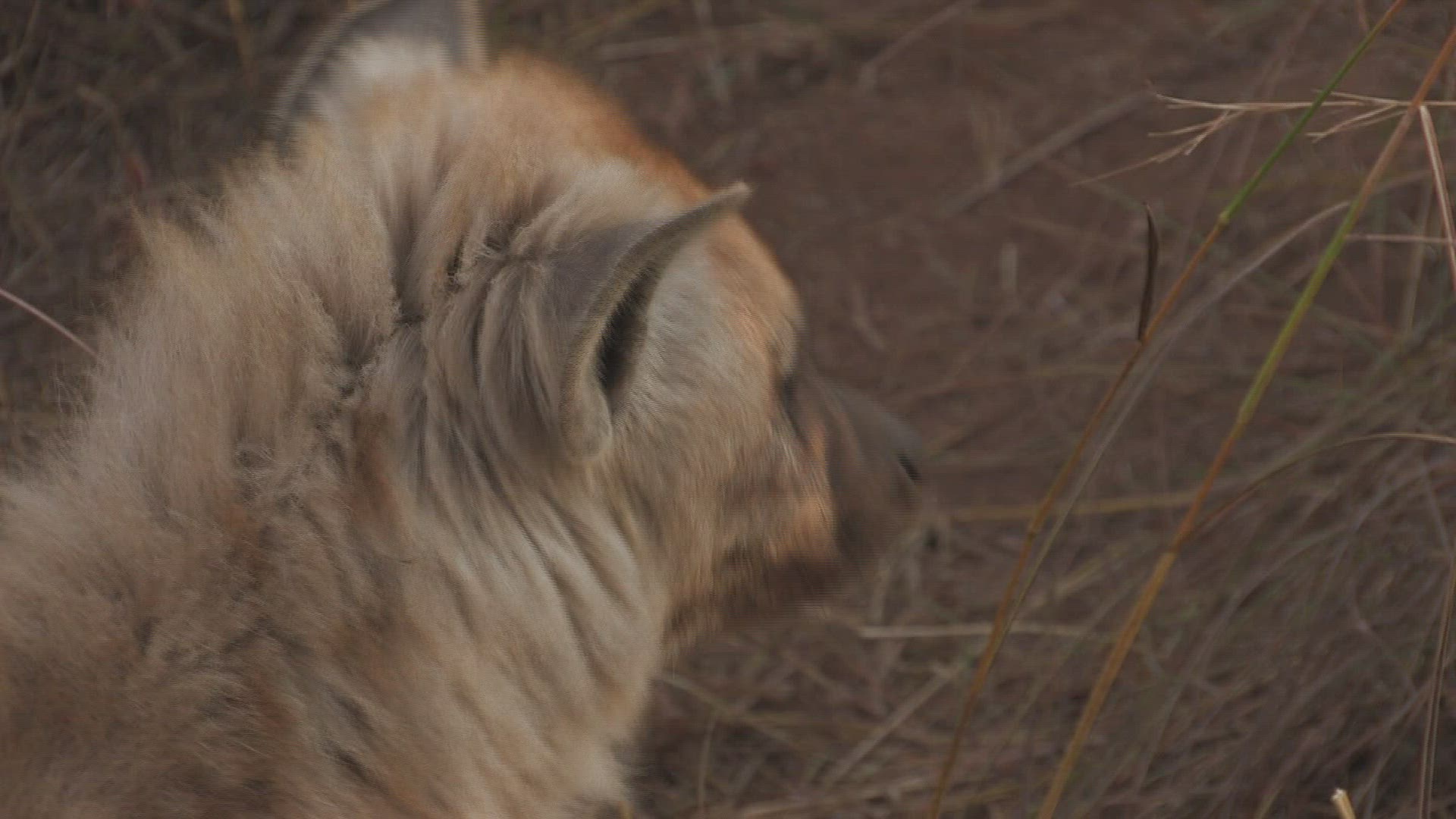 203525320 / Spotted Hyena / Grassland / Africa