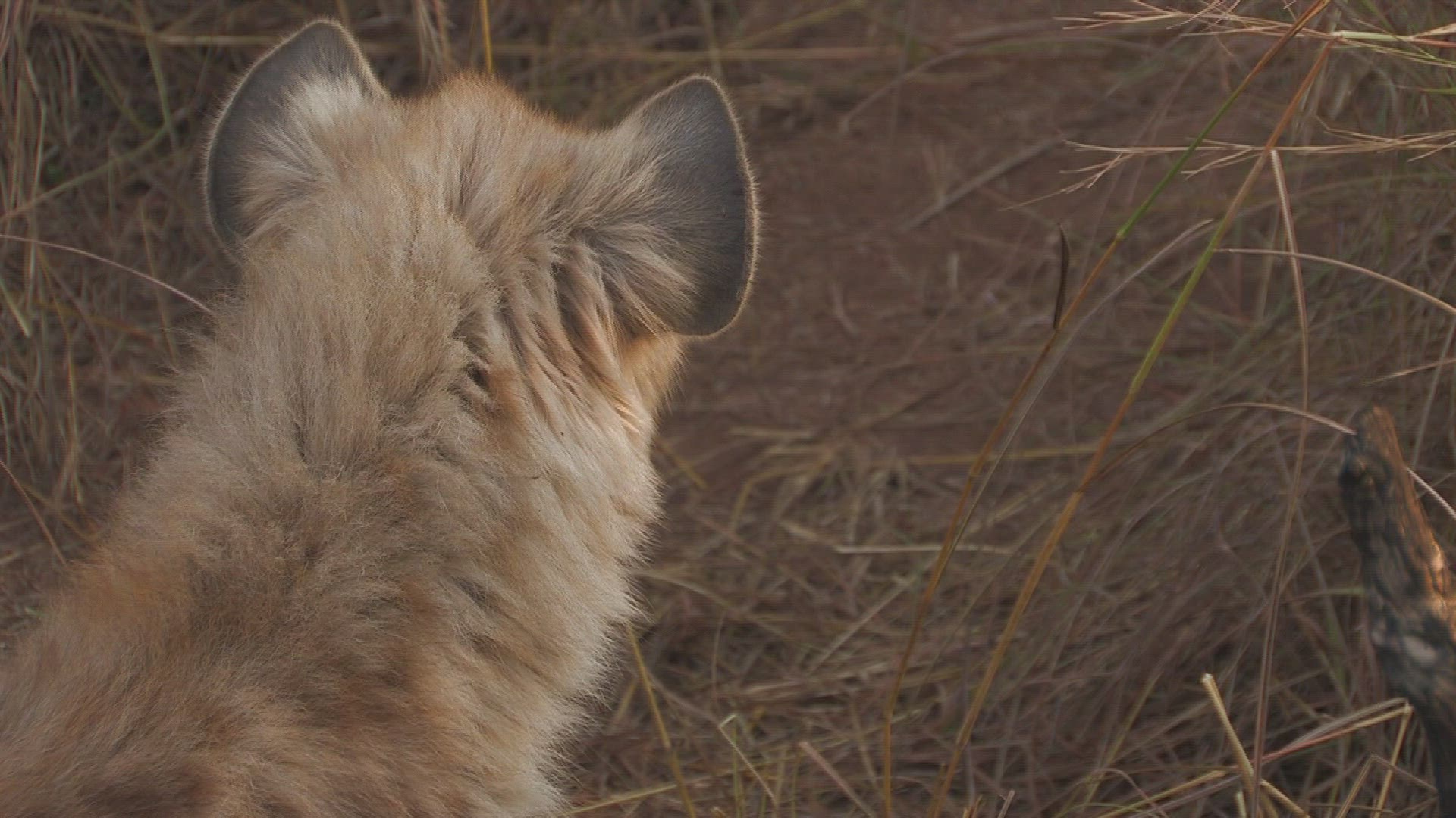 946603620 / Spotted Hyena / Grassland / Africa