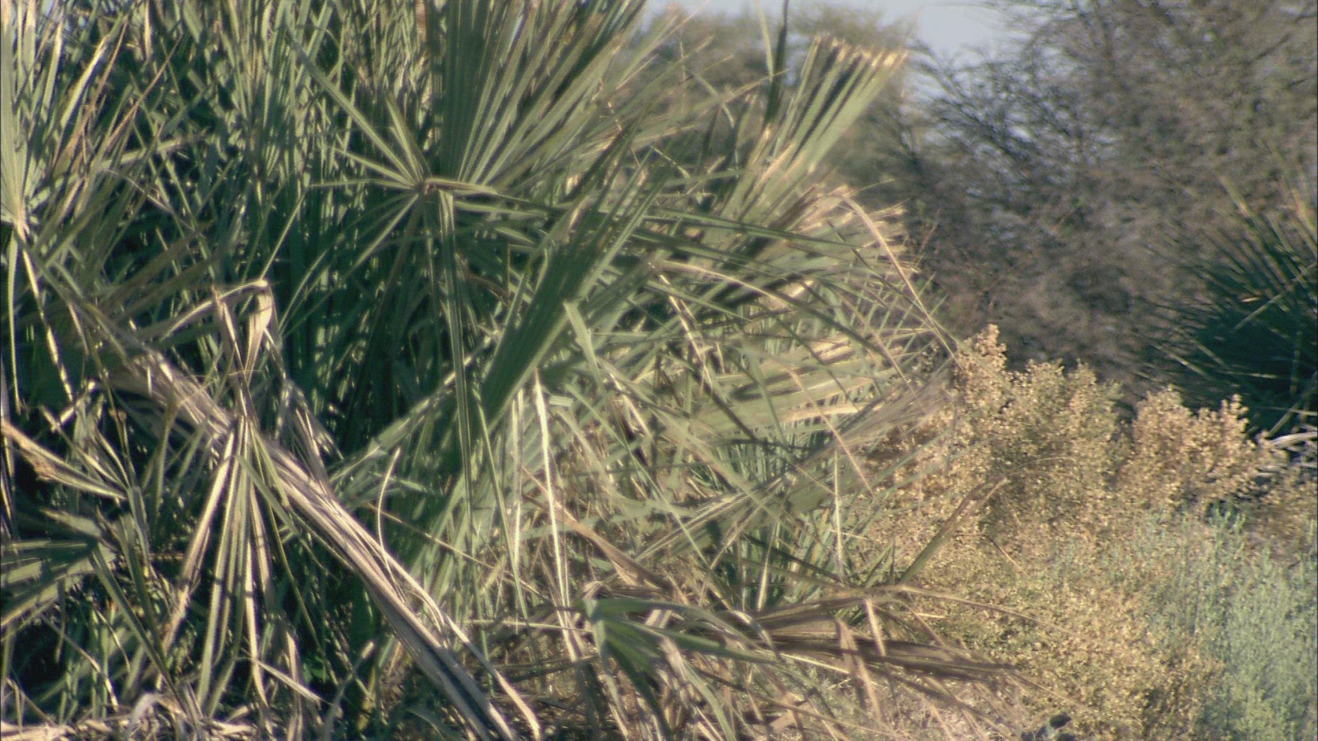 105932366 / Giraffe / Okavango Delta / Botswana