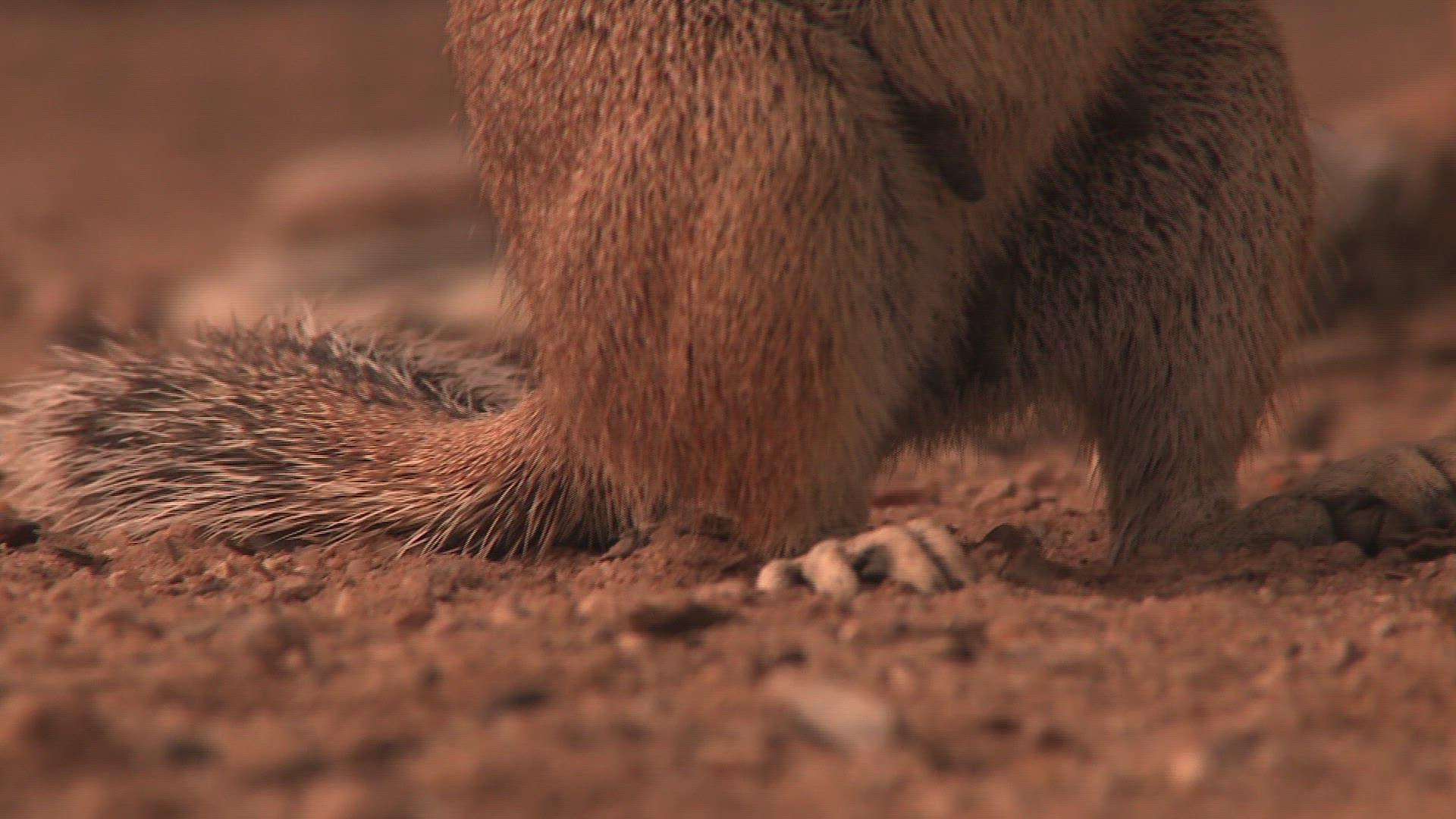 272576733 / Cape Ground Squirrel / Northern Cape / South Africa
