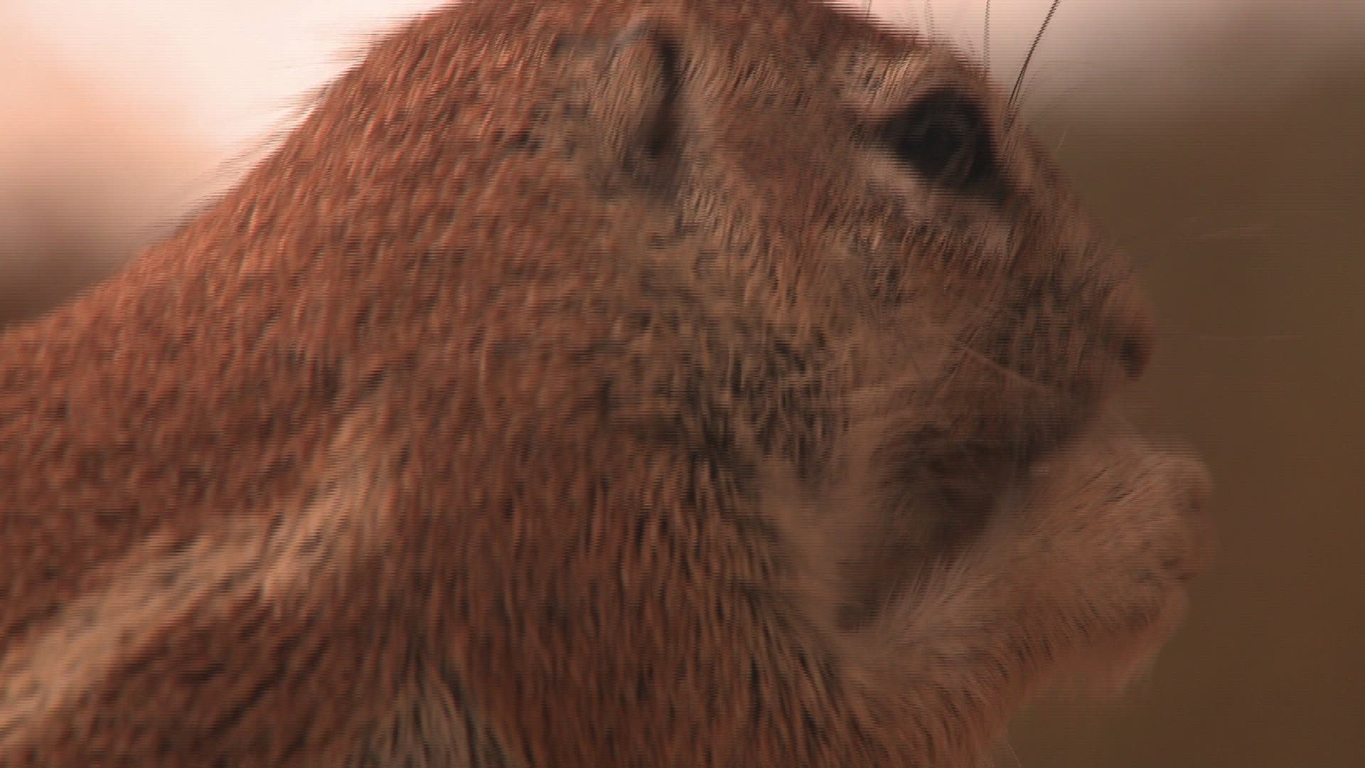 505184920 / Cape Ground Squirrel / Northern Cape / South Africa