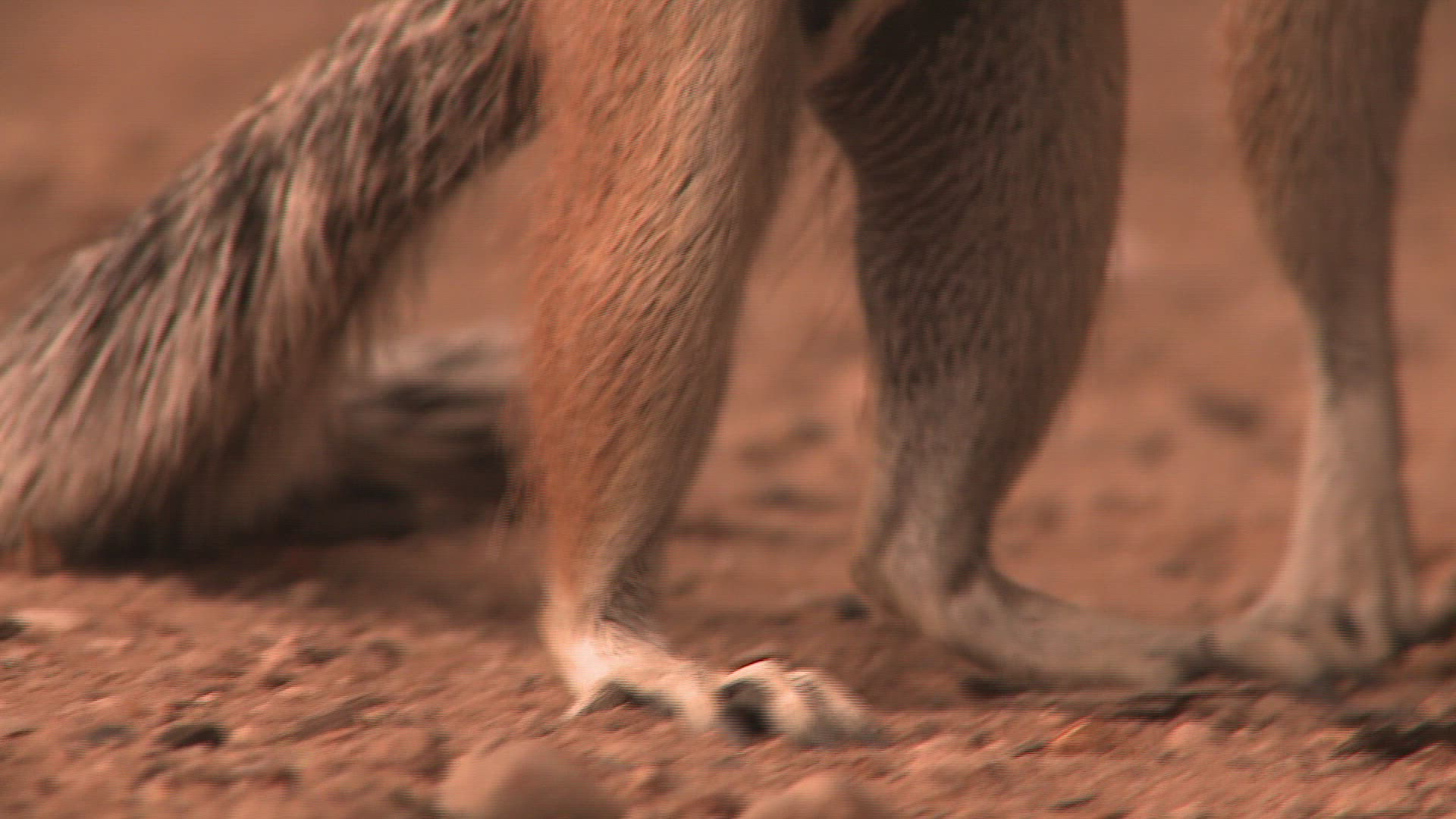 292544829 / Cape Ground Squirrel / Northern Cape / South Africa