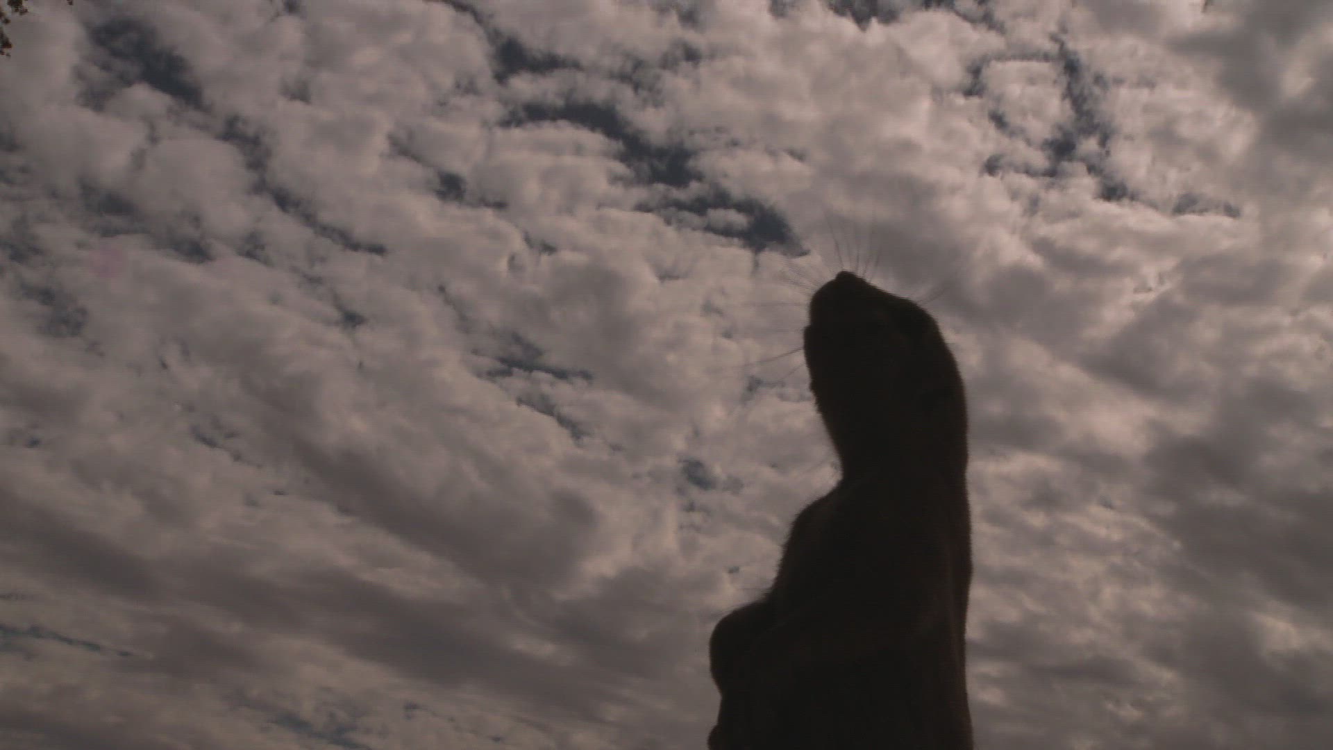 410848404 / Cape Ground Squirrel / Northern Cape / South Africa