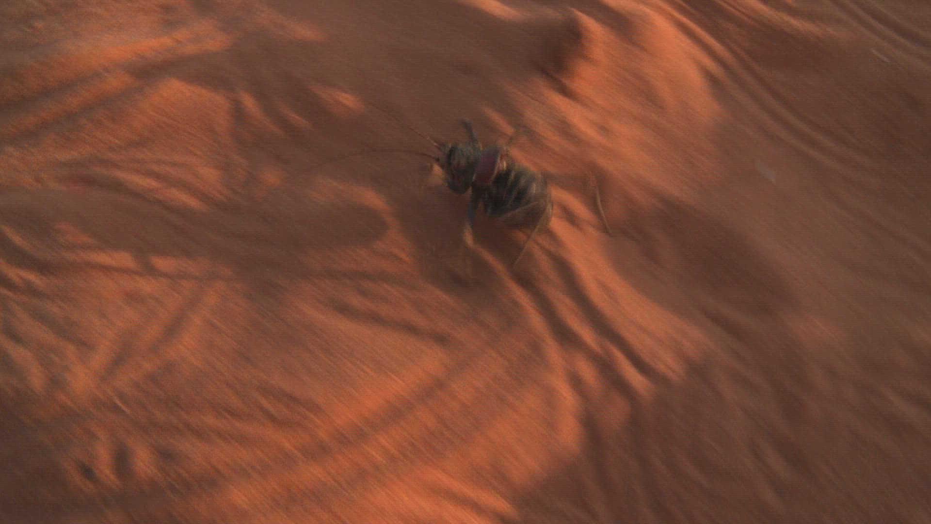 683122792 / Namib Desert Beetle / Northern Cape / South Africa