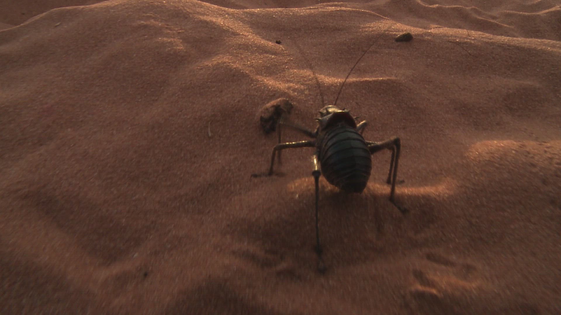 780749183 / Namib Desert Beetle / Northern Cape / South Africa