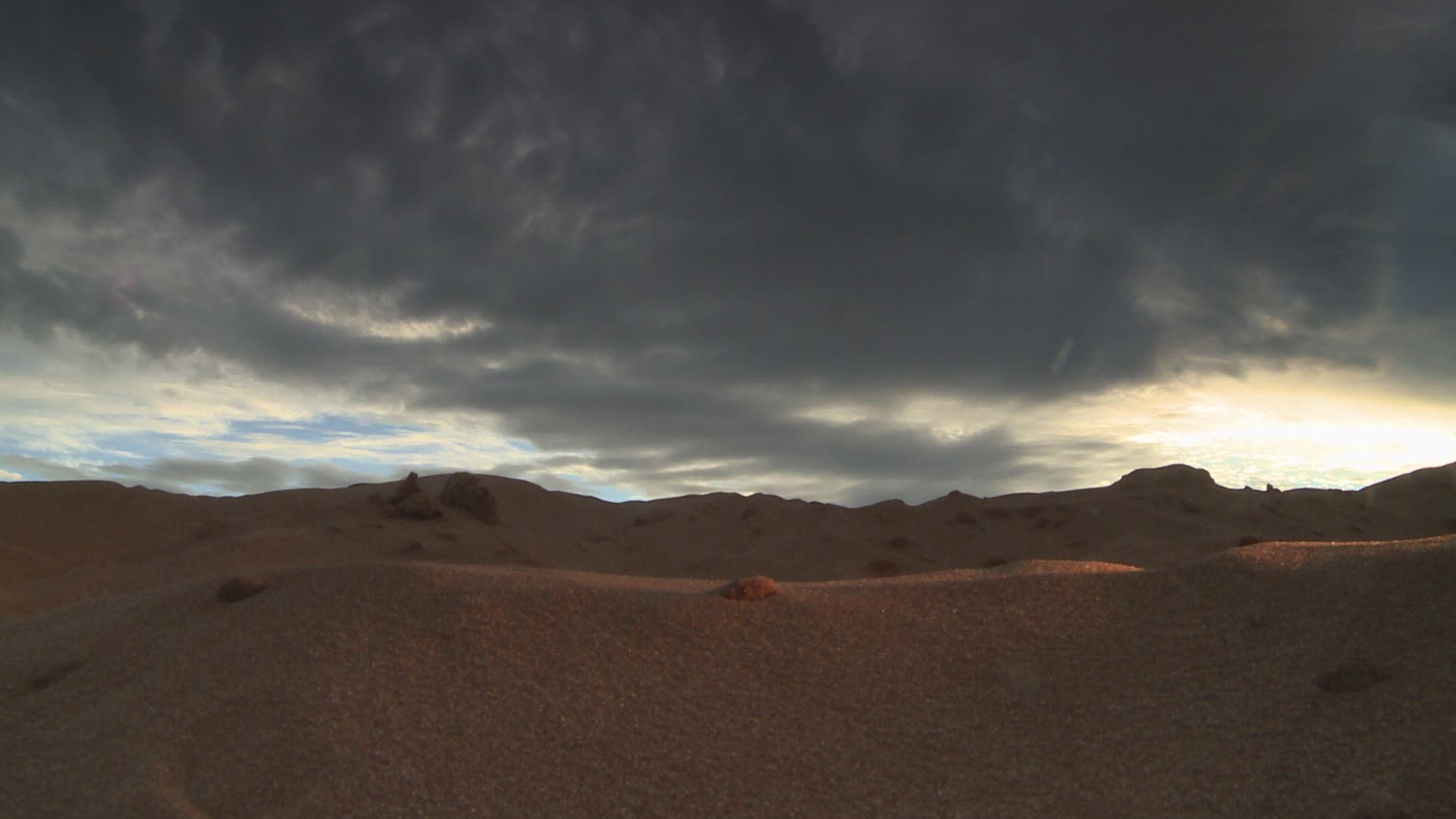 623925314 / Namib Desert Beetle / Northern Cape / South Africa