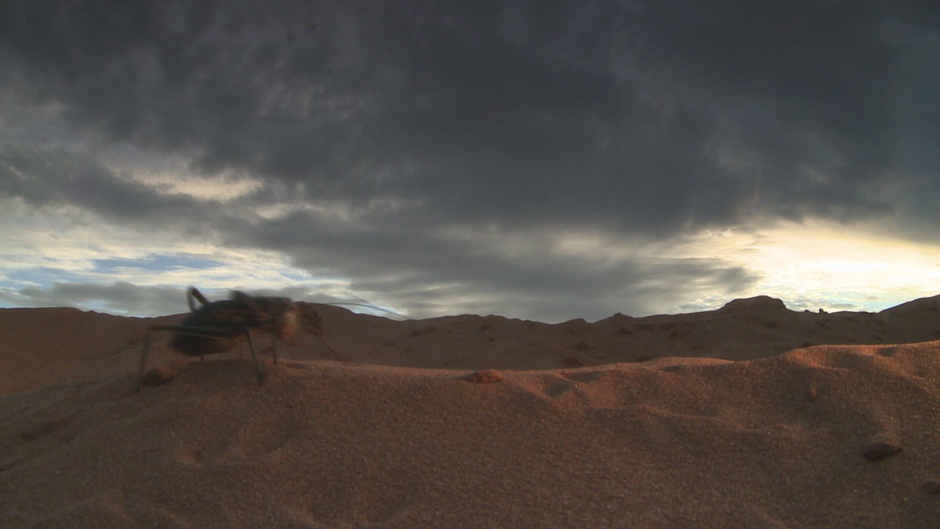 175608490 / Namib Desert Beetle / Northern Cape / South Africa