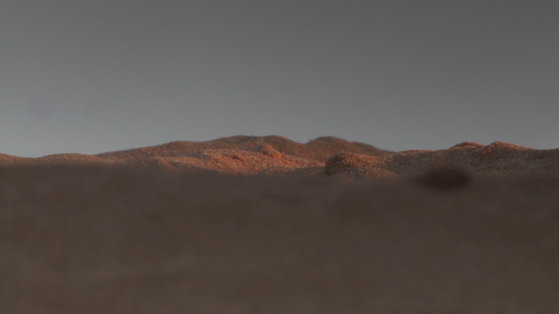 666372557 / Namib Desert Beetle / Northern Cape / South Africa