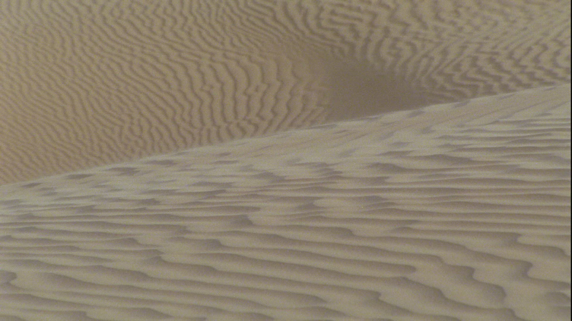 590466301 / Jerboa / Sahara / Africa