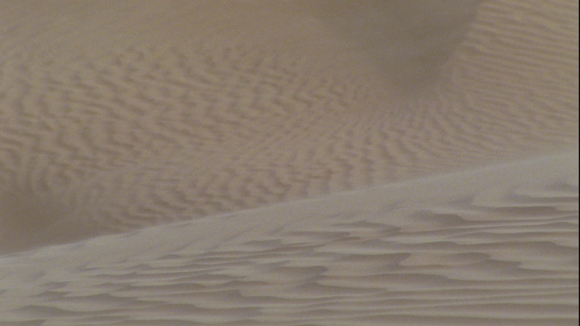 413929649 / Jerboa / Sahara / Africa