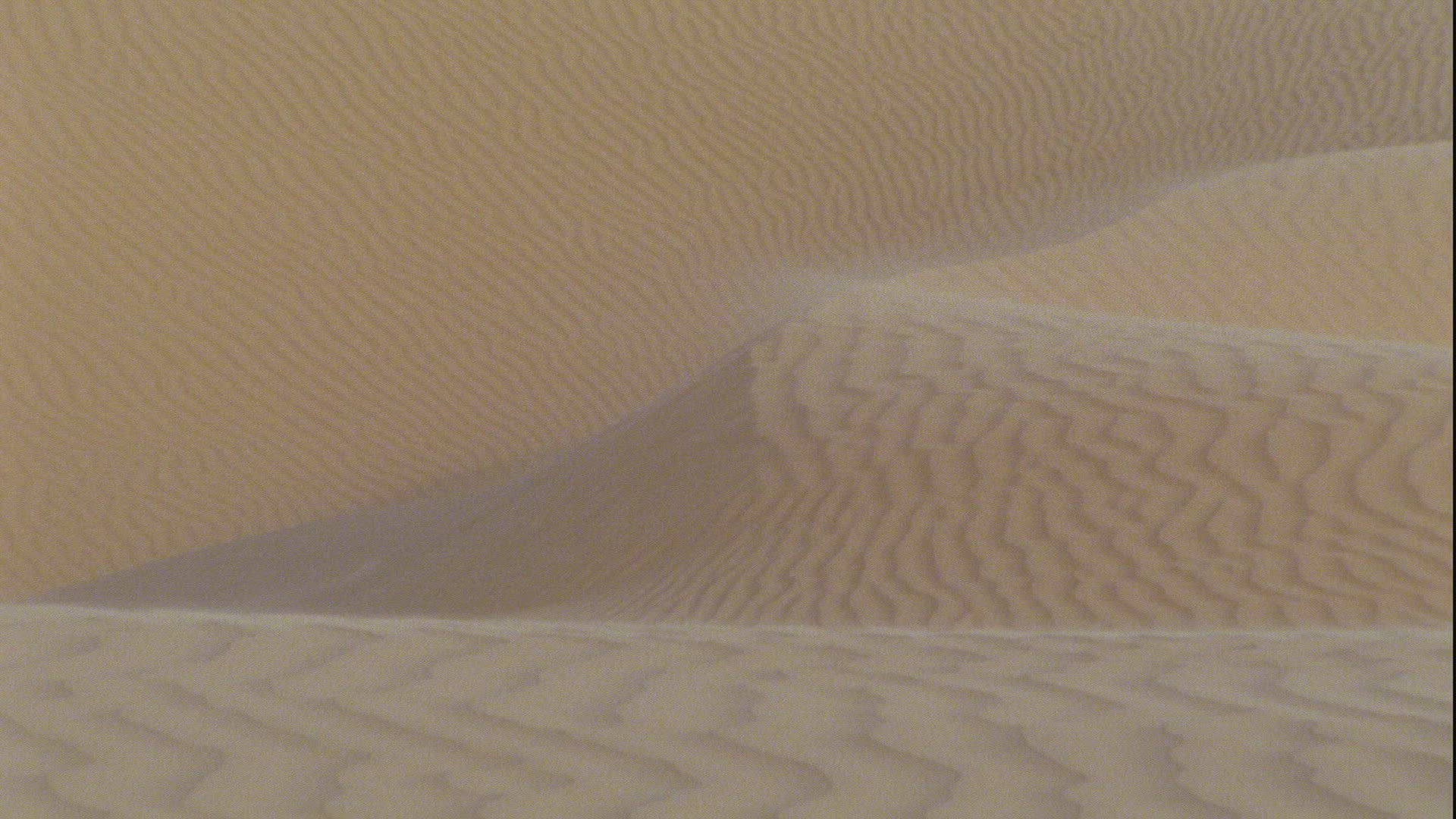 432804513 / Jerboa / Sahara / Africa