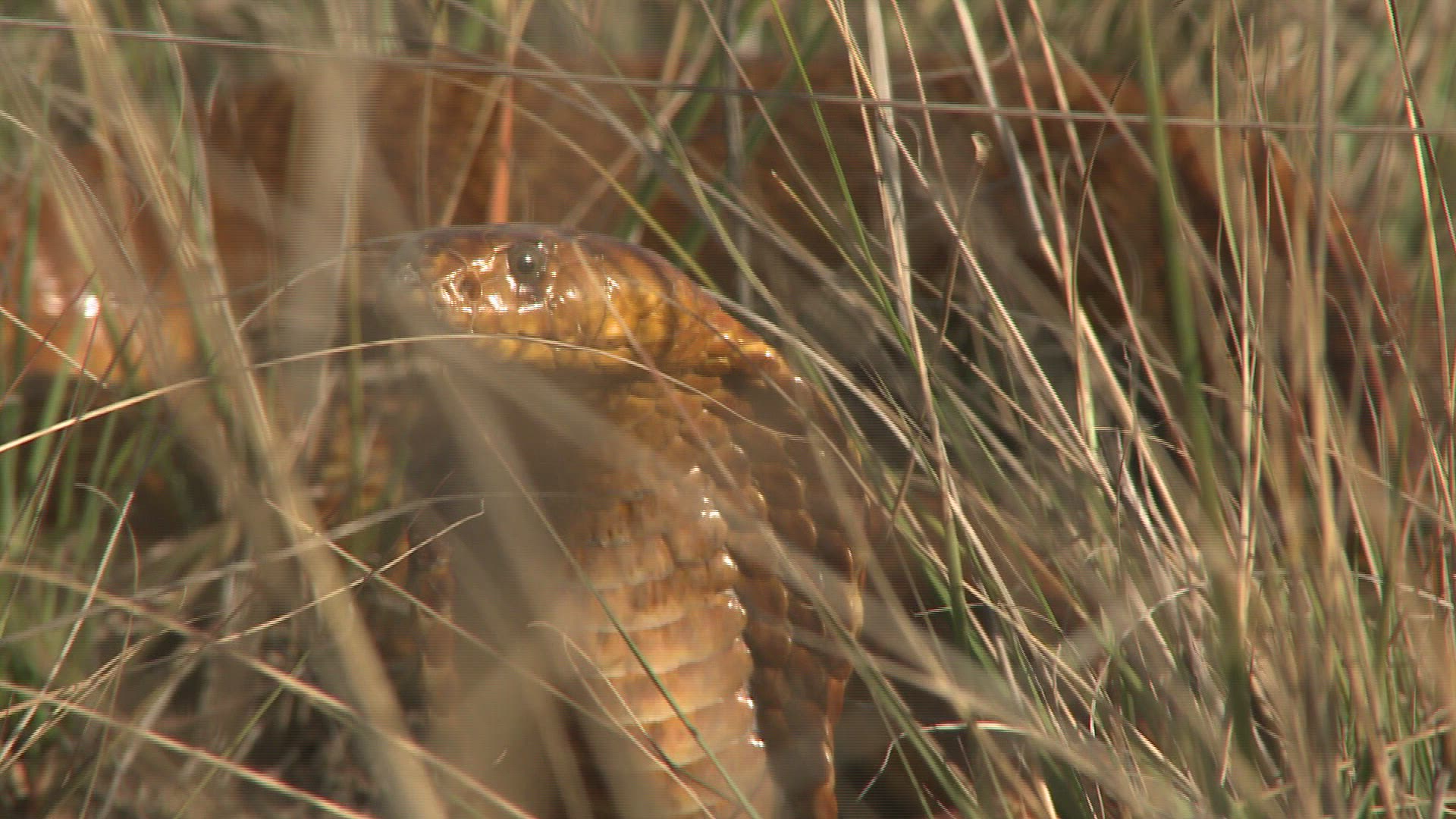 995465320 / Cape Cobra / Day / Northern Cape / South Africa