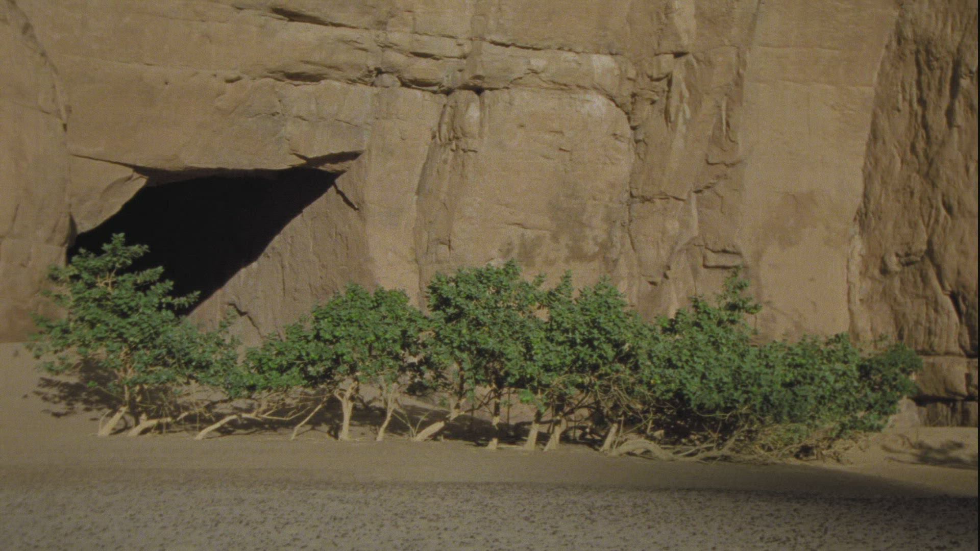 334309704 / Plant / Guelta d'Archei / Chad