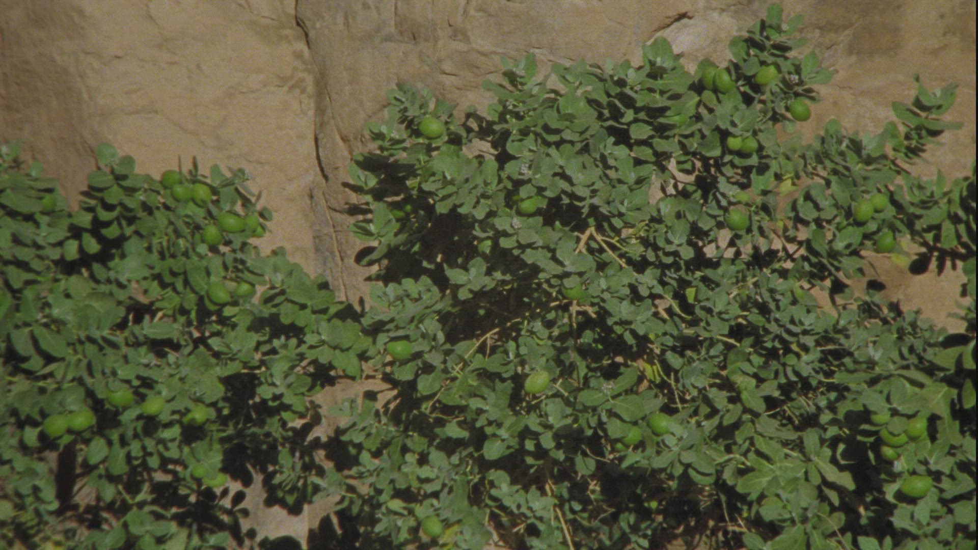 327970725 / Plant / Guelta d'Archei / Chad