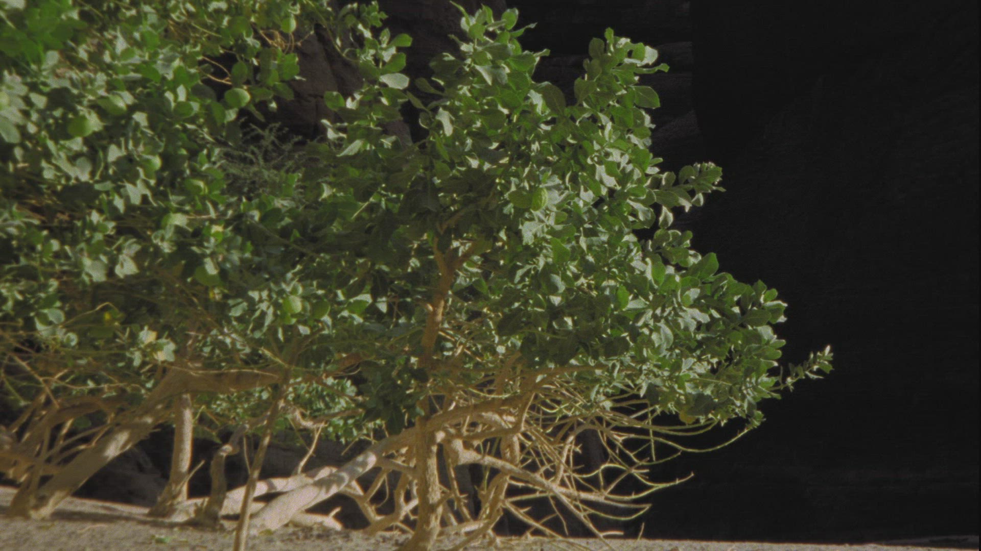 111659603 / Plant / Guelta d'Archei / Chad