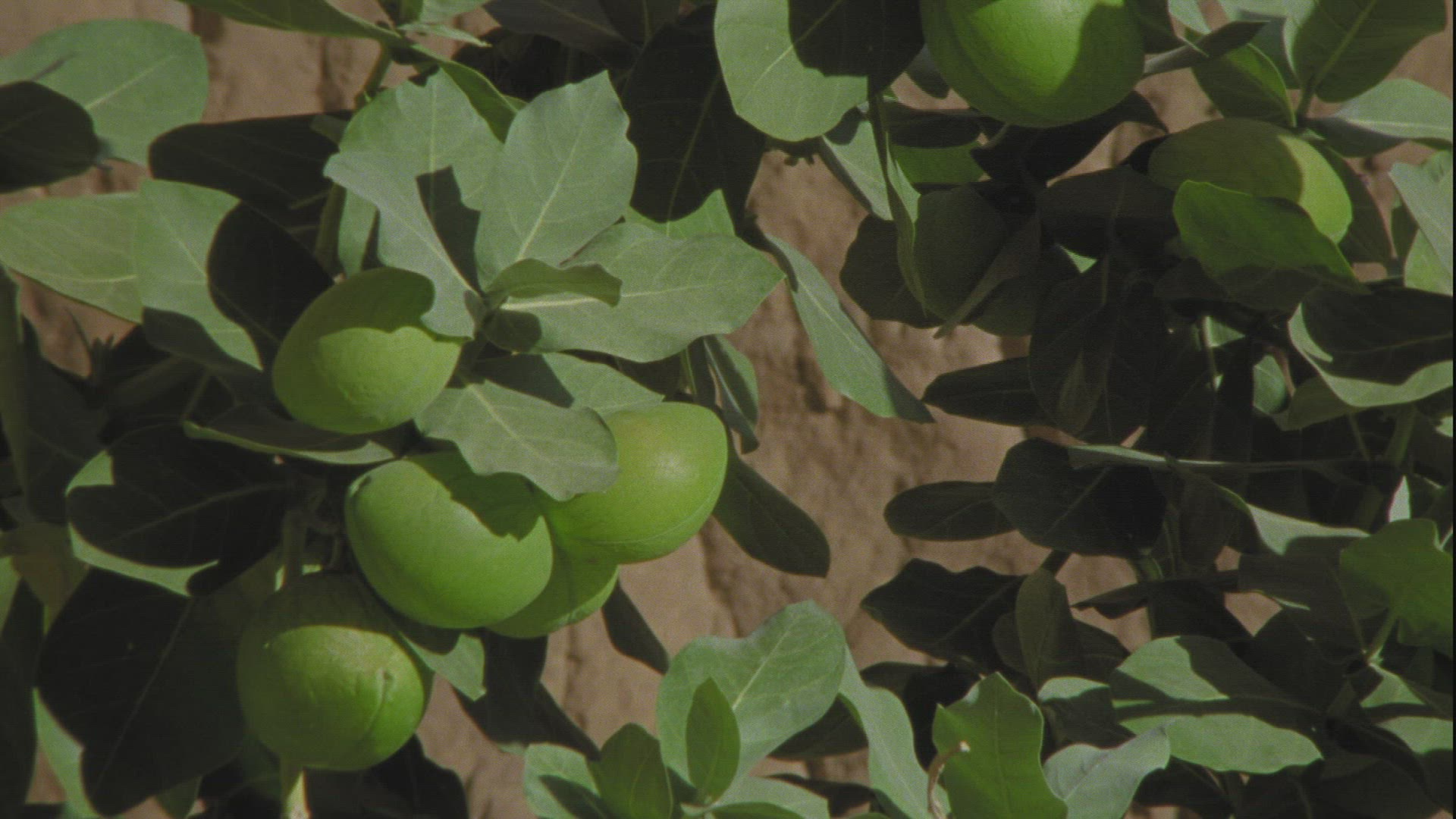 446700299 / Plant / Guelta d'Archei / Chad