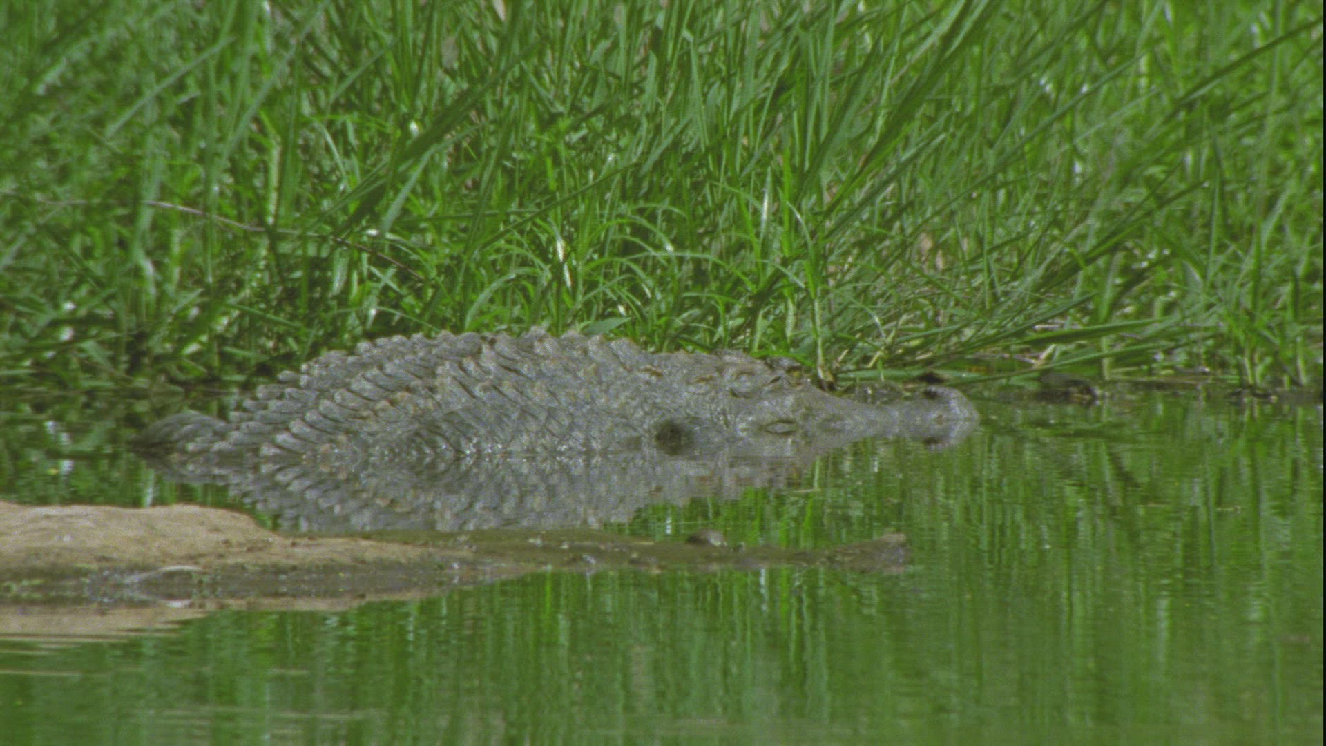 963550463 / Crocodilia / Guelta d'Archei / Chad
