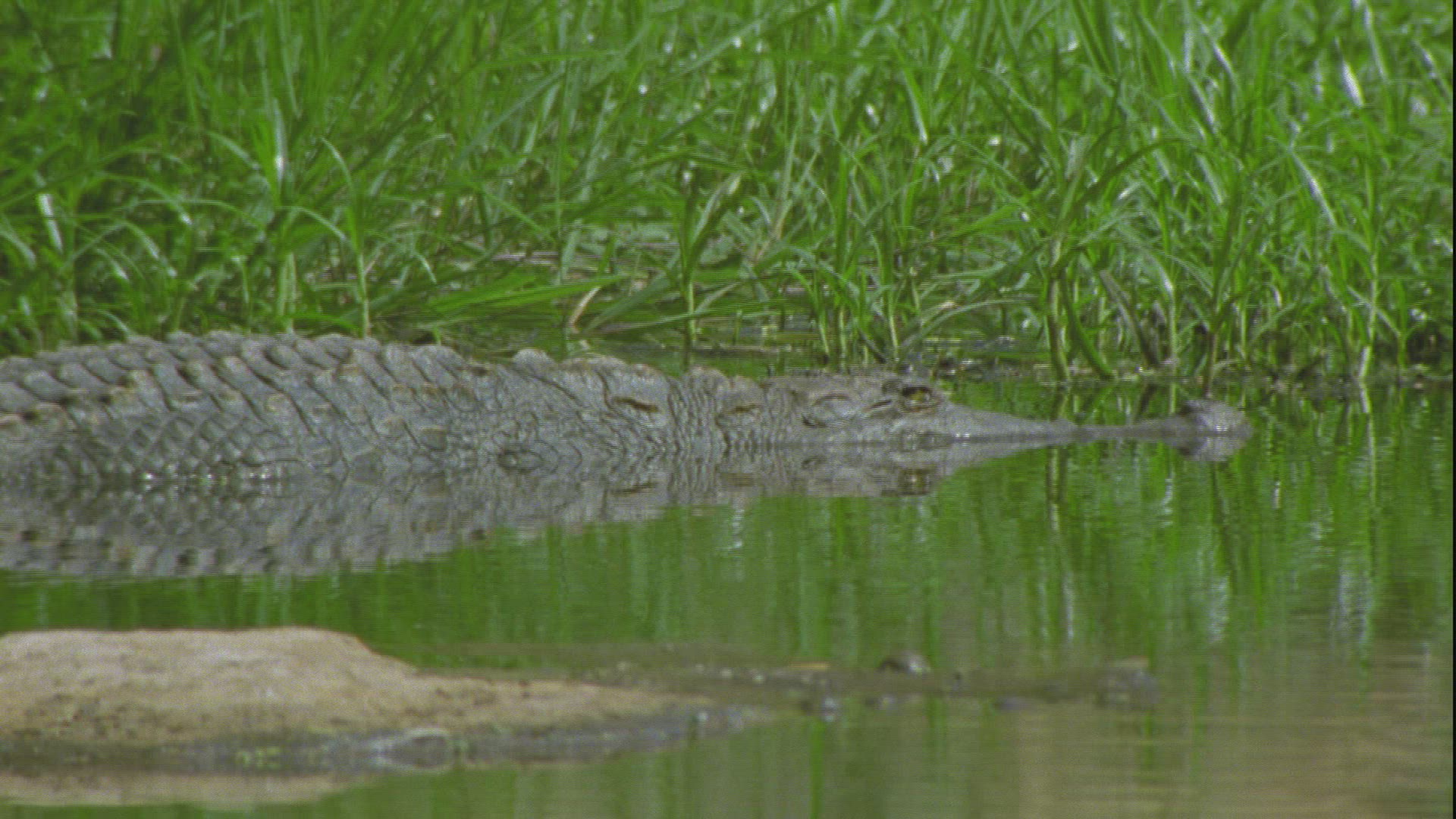 567698154 / Crocodilia / Guelta d'Archei / Chad