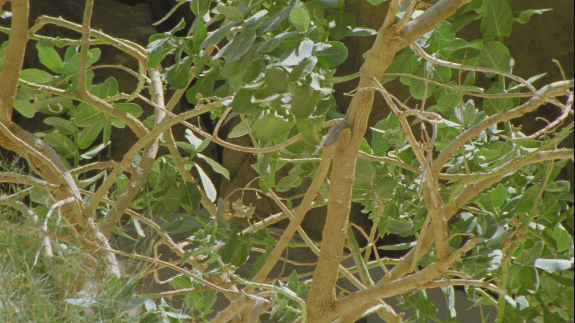 355487688 / Plant / Guelta d'Archei / Chad