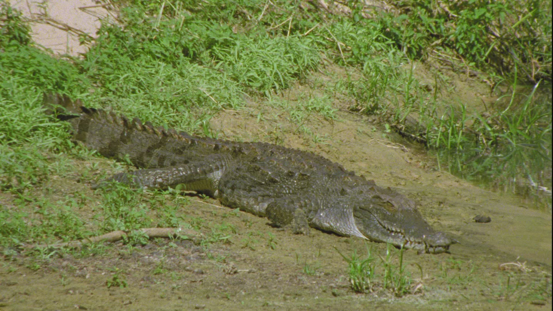 448399585 / Crocodilia / Guelta d'Archei / Chad