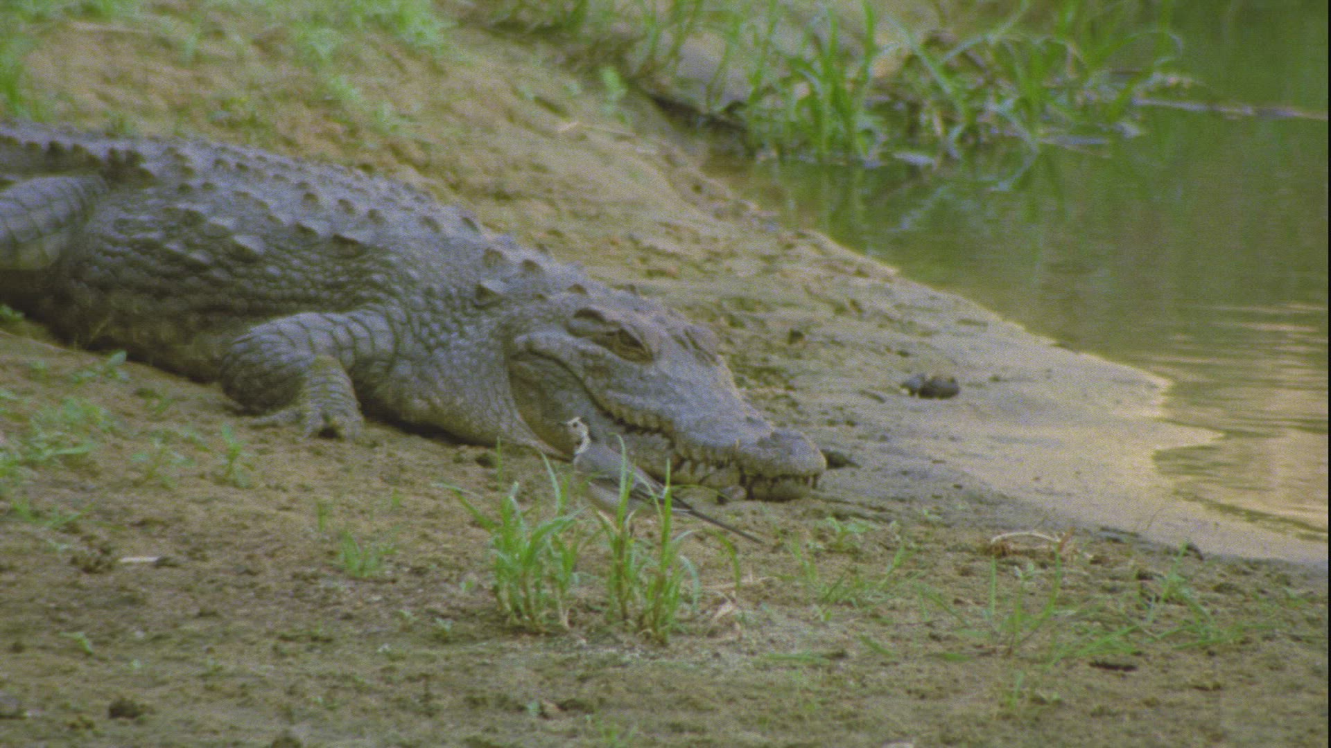 549205748 / Crocodilia / Guelta d'Archei / Chad