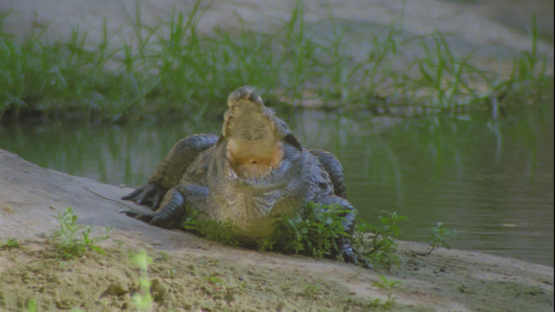 239360747 / Crocodilia / Guelta d'Archei / Chad