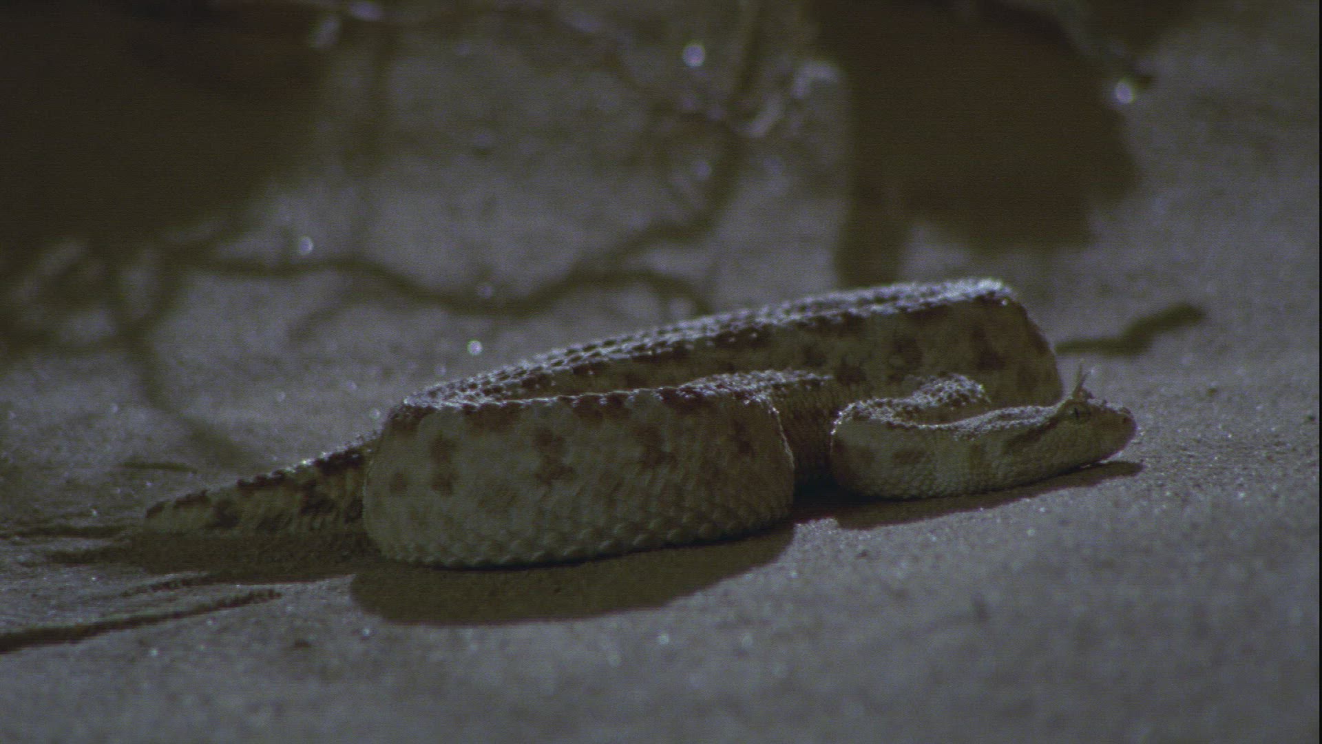 461111793 / Nose-horned Viper / Sand