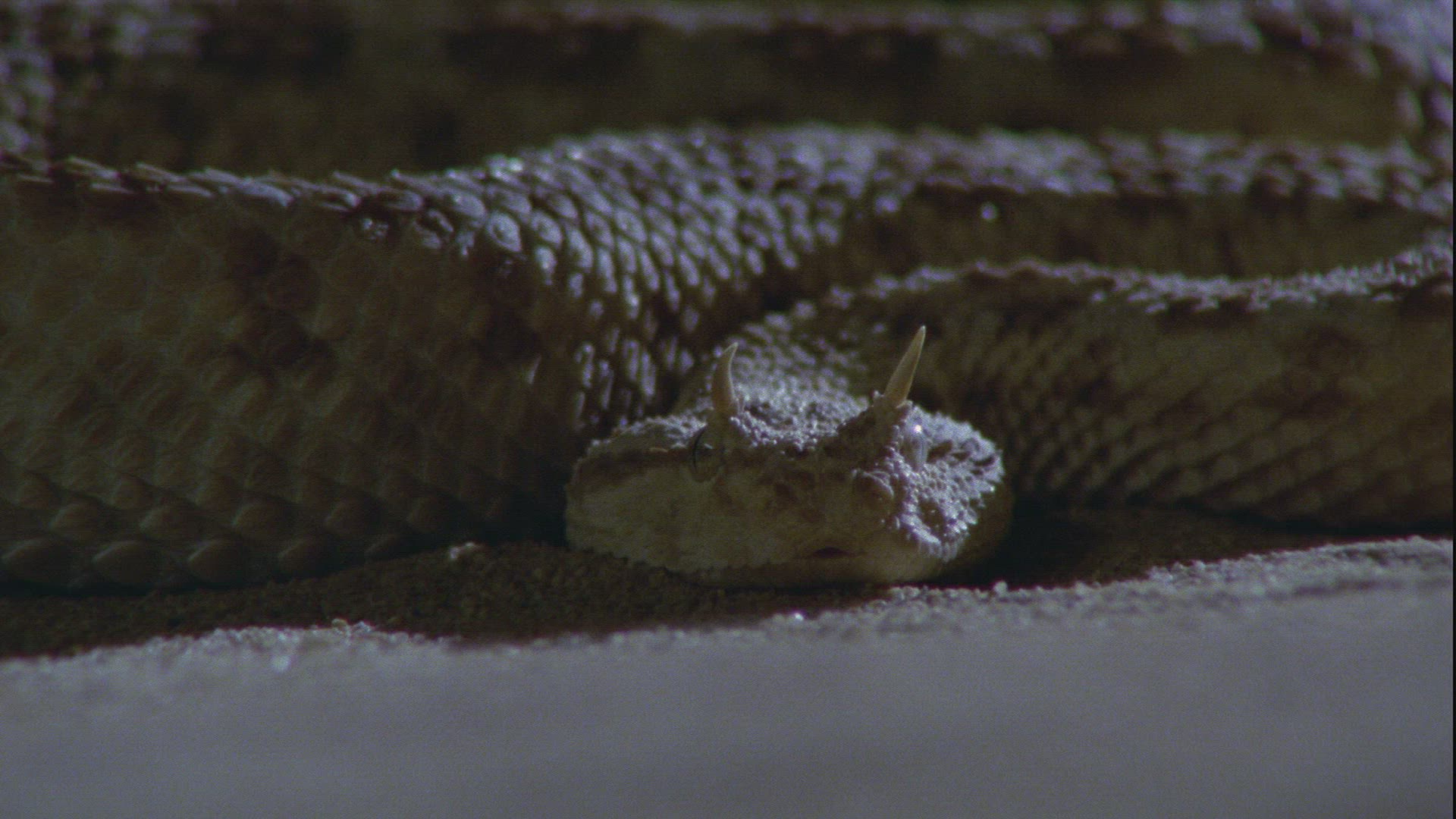 700456744 / Nose-horned Viper / Sand