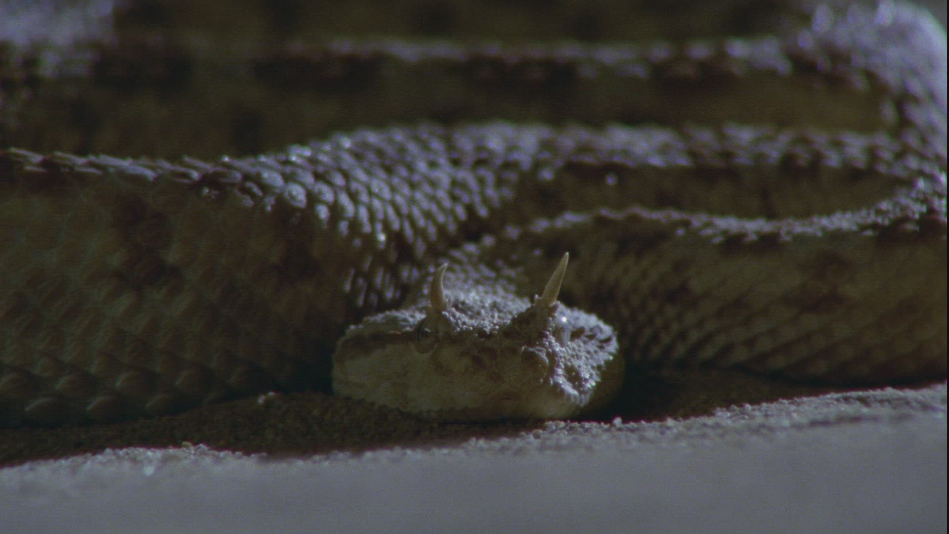 821710884 / Nose-horned Viper / Sand