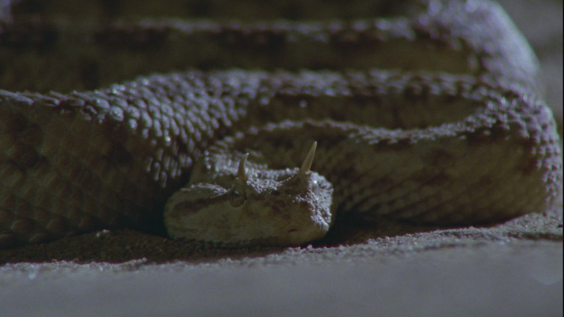 781441307 / Nose-horned Viper / Sand