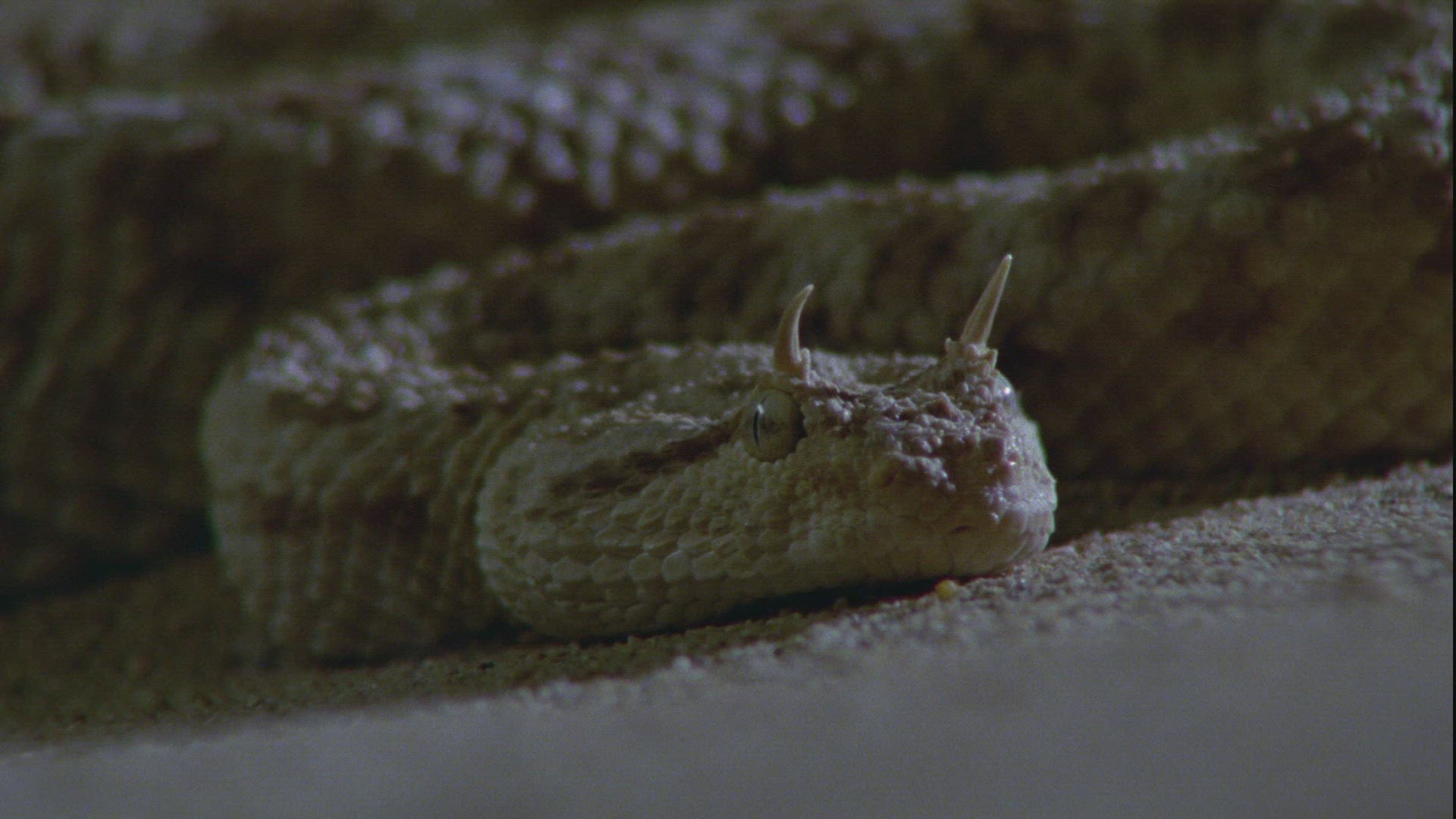 319228788 / Nose-horned Viper / Sand