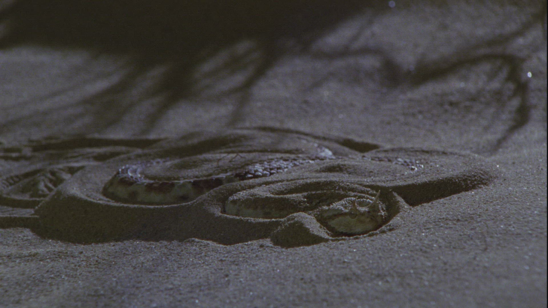 556427504 / Nose-horned Viper / Sand