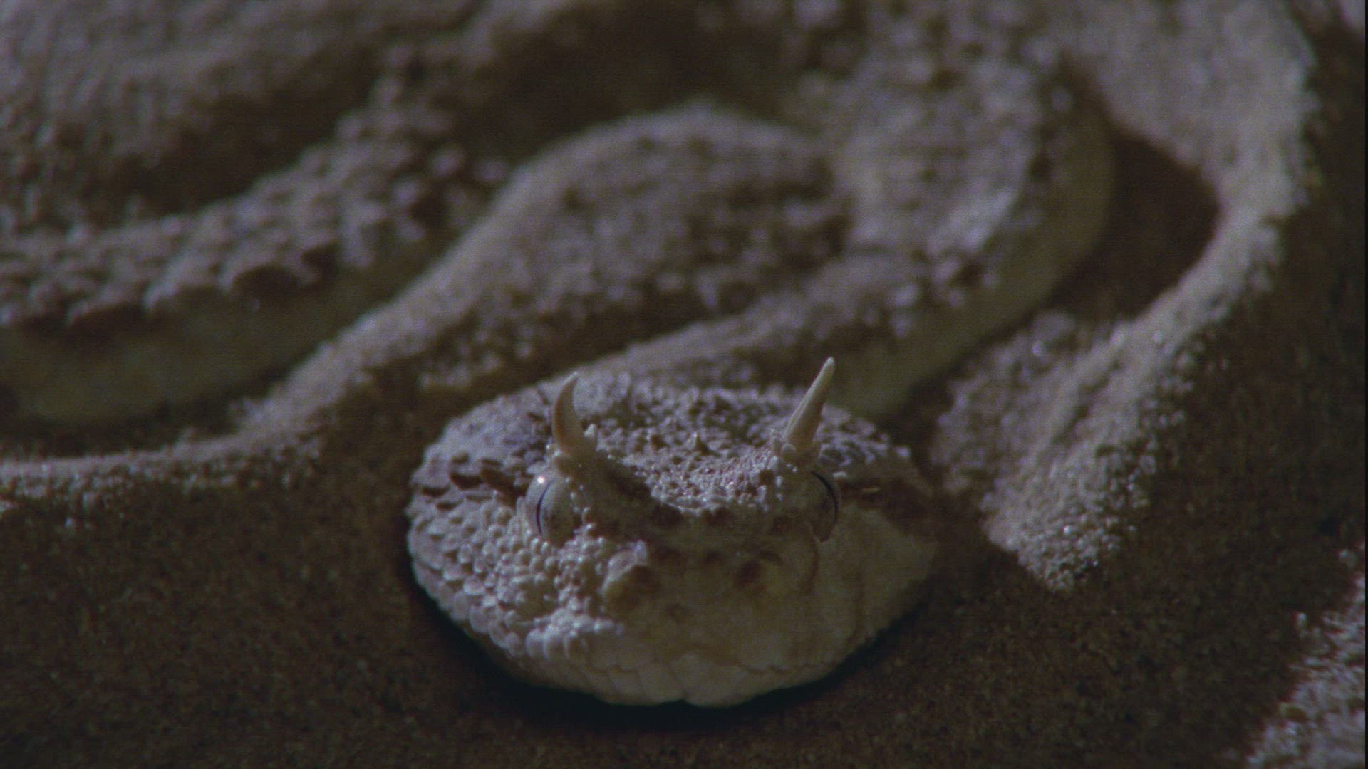 952307719 / Nose-horned Viper / Sand