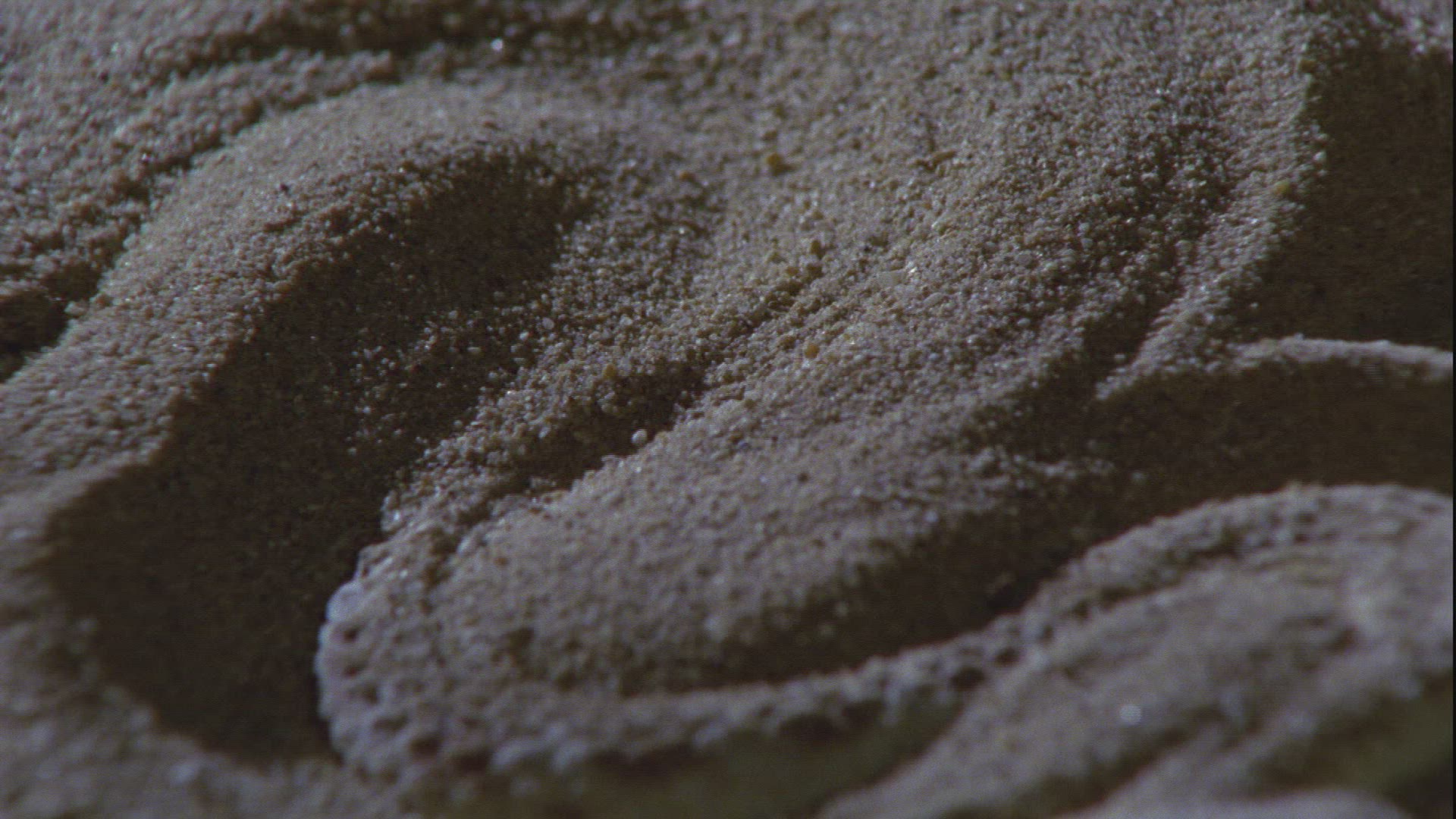 795854144 / Nose-horned Viper / Sand