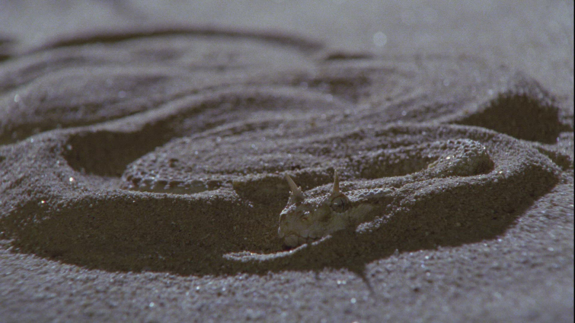 788379770 / Nose-horned Viper / Sand