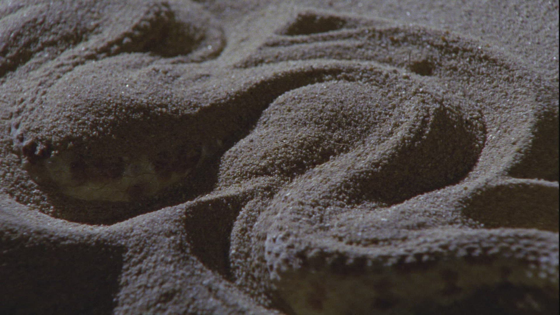 837988002 / Nose-horned Viper / Sand