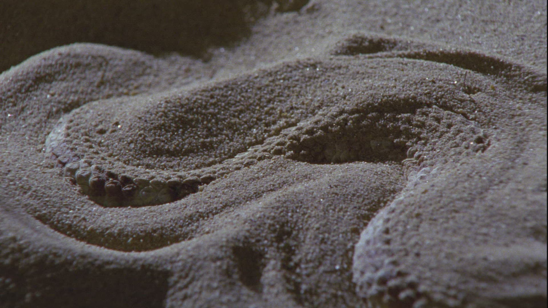382333142 / Nose-horned Viper / Sand