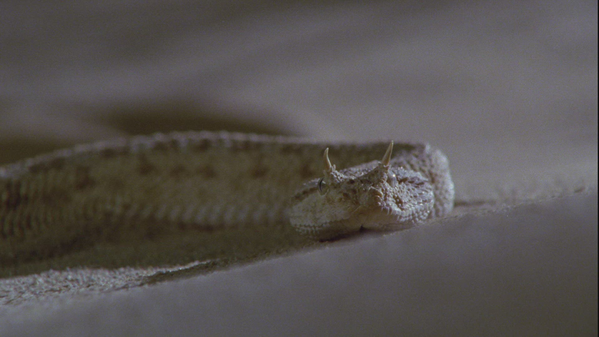 743828402 / Nose-horned Viper / Sand
