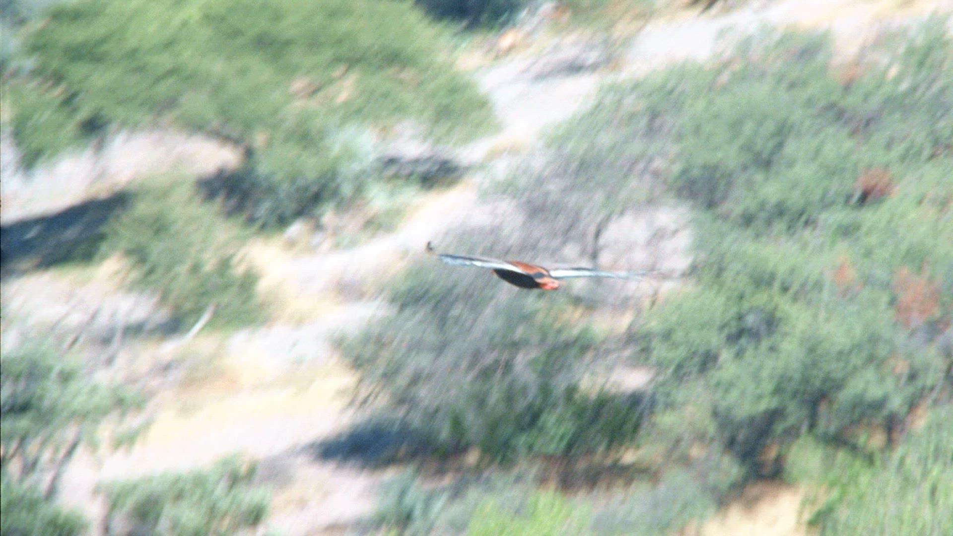 247292389 / Bird / Midair / Botswana / Aerial