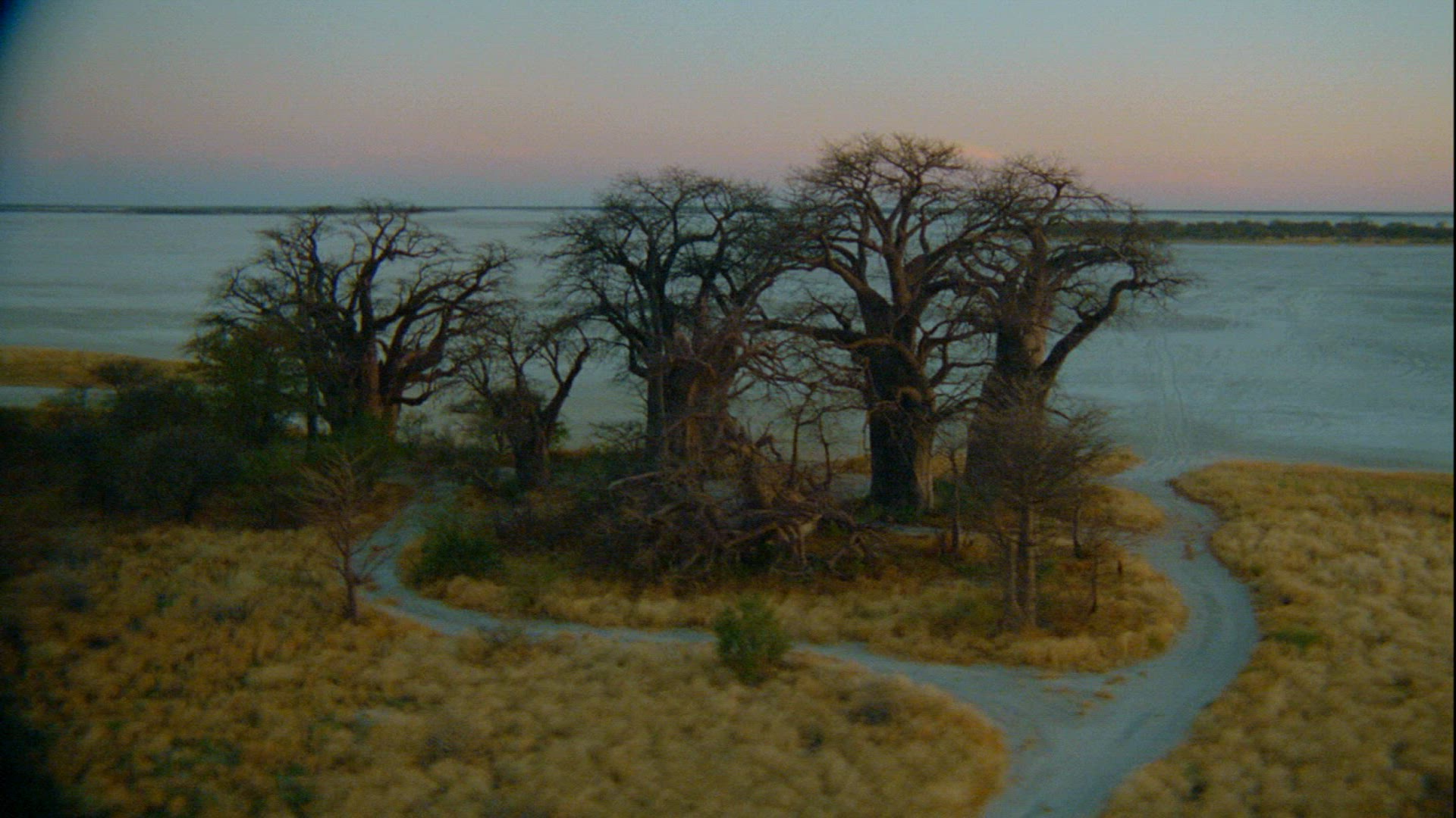 583800499 / Bare Tree / Salt Lake / Zimbabwe